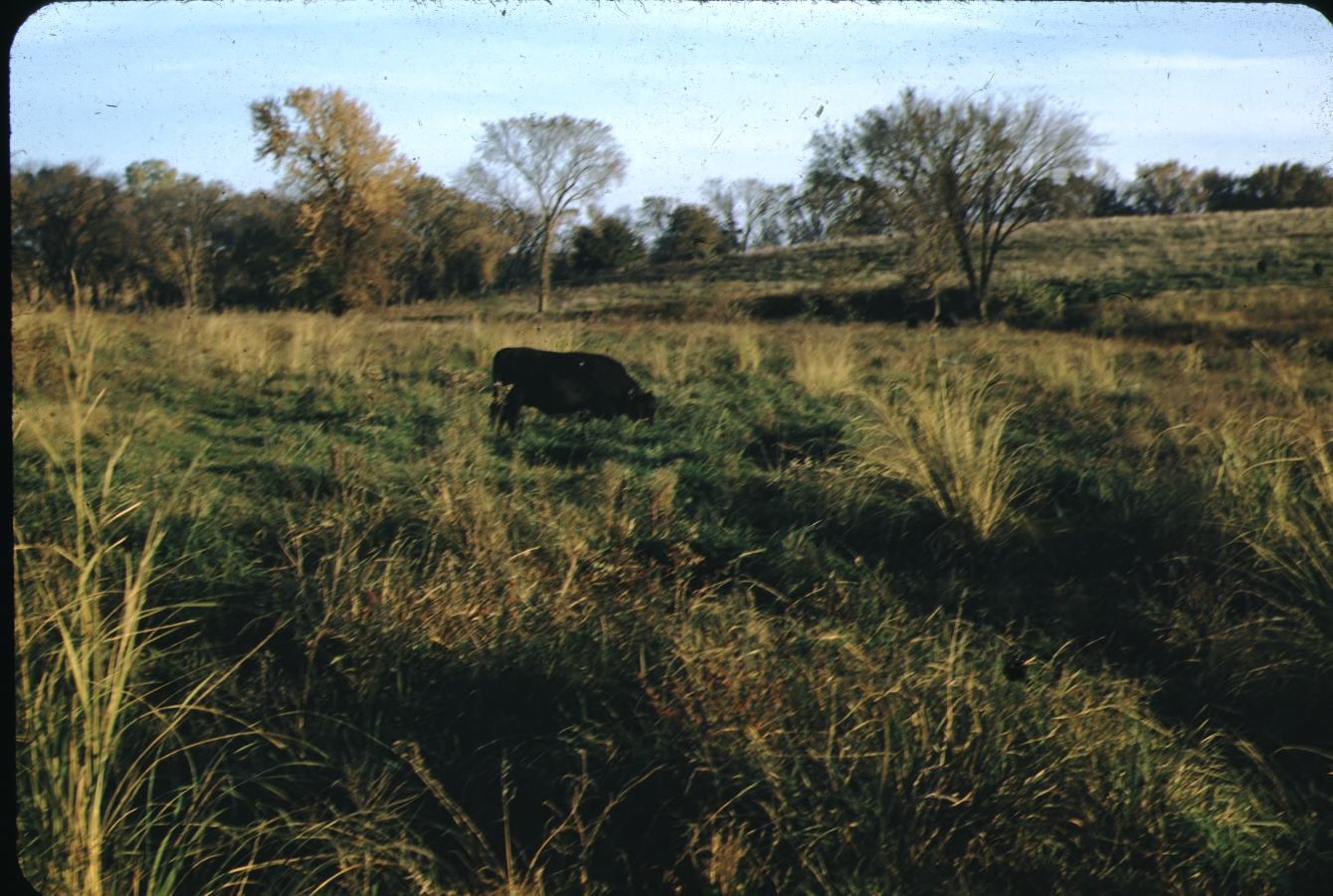 Cliff Singley's cattle graze in a birdsfoot trefoil pasture.