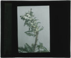 Stachys officinalis (Purple betony)