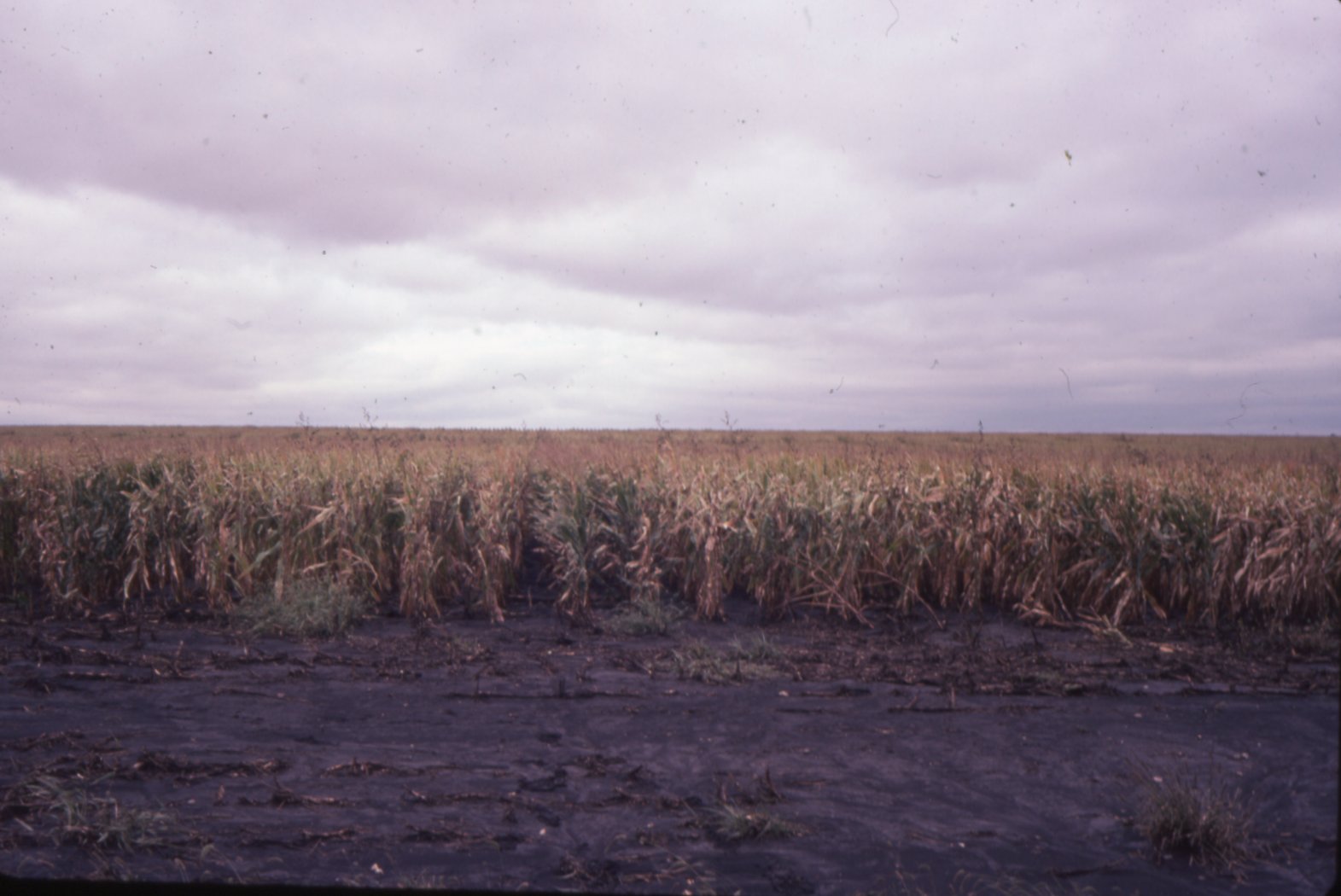 Cornfield after heavy rain