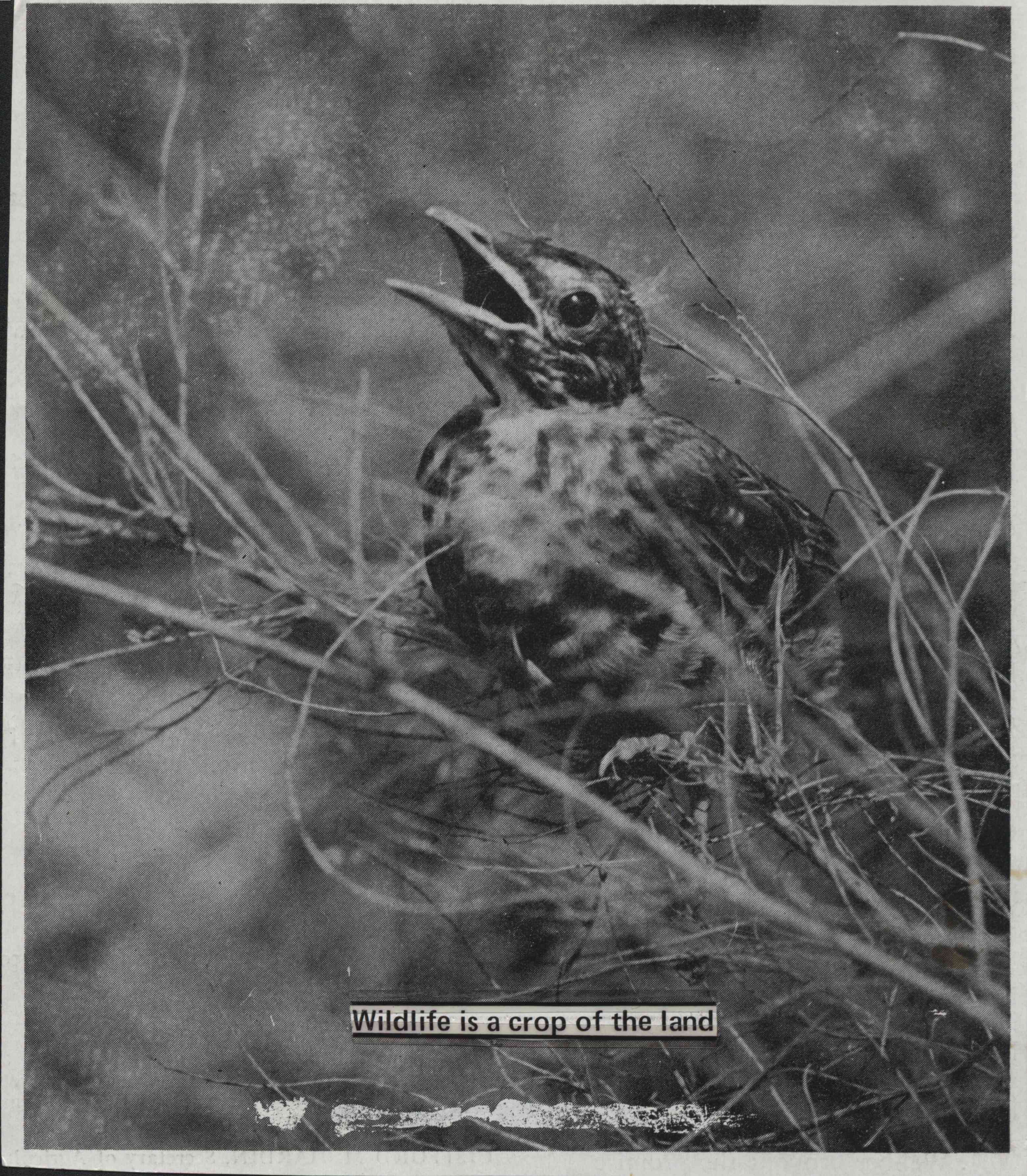 Baby bird sits on a tree