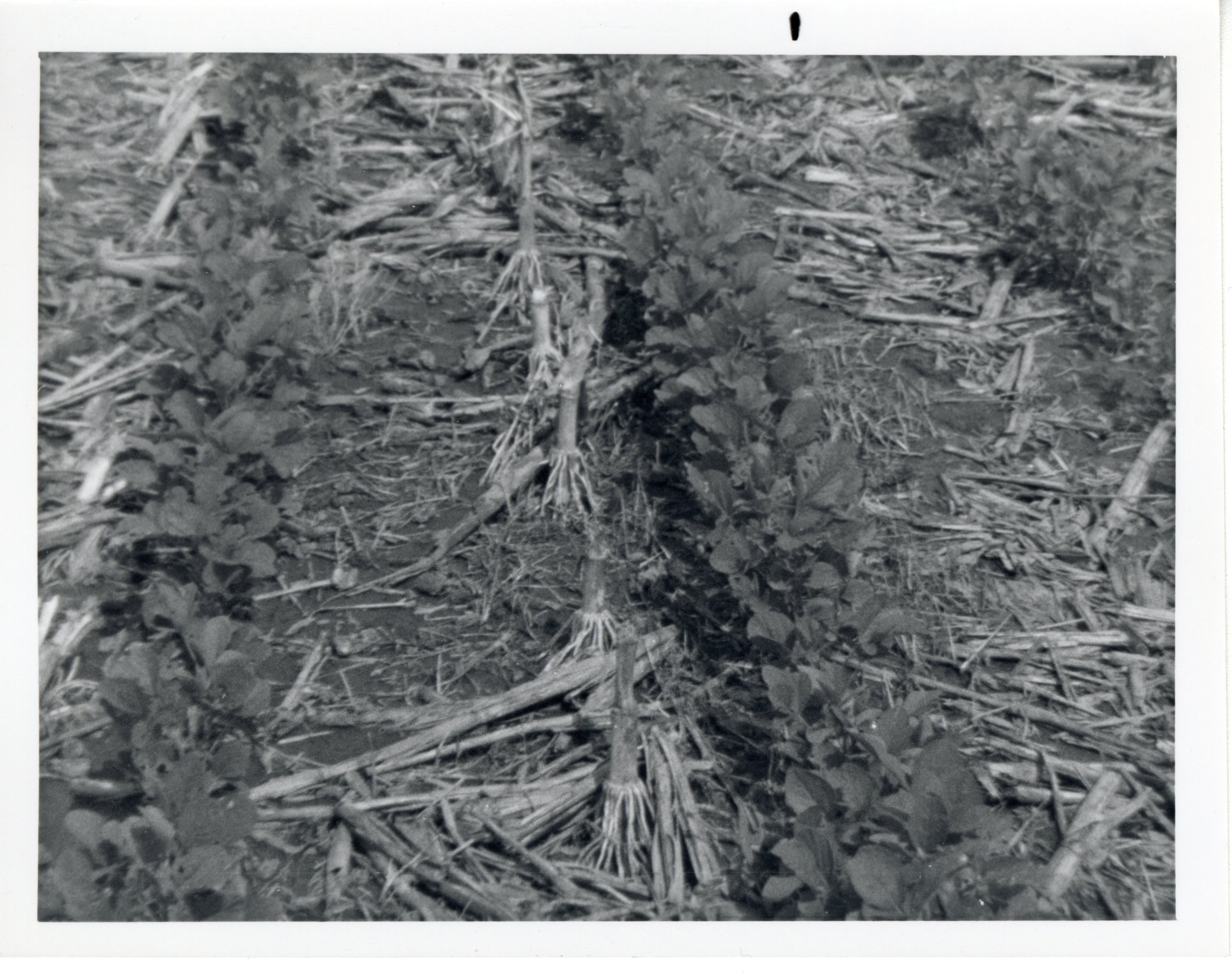 No-Till Beans in Corn