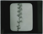 Plant specimen