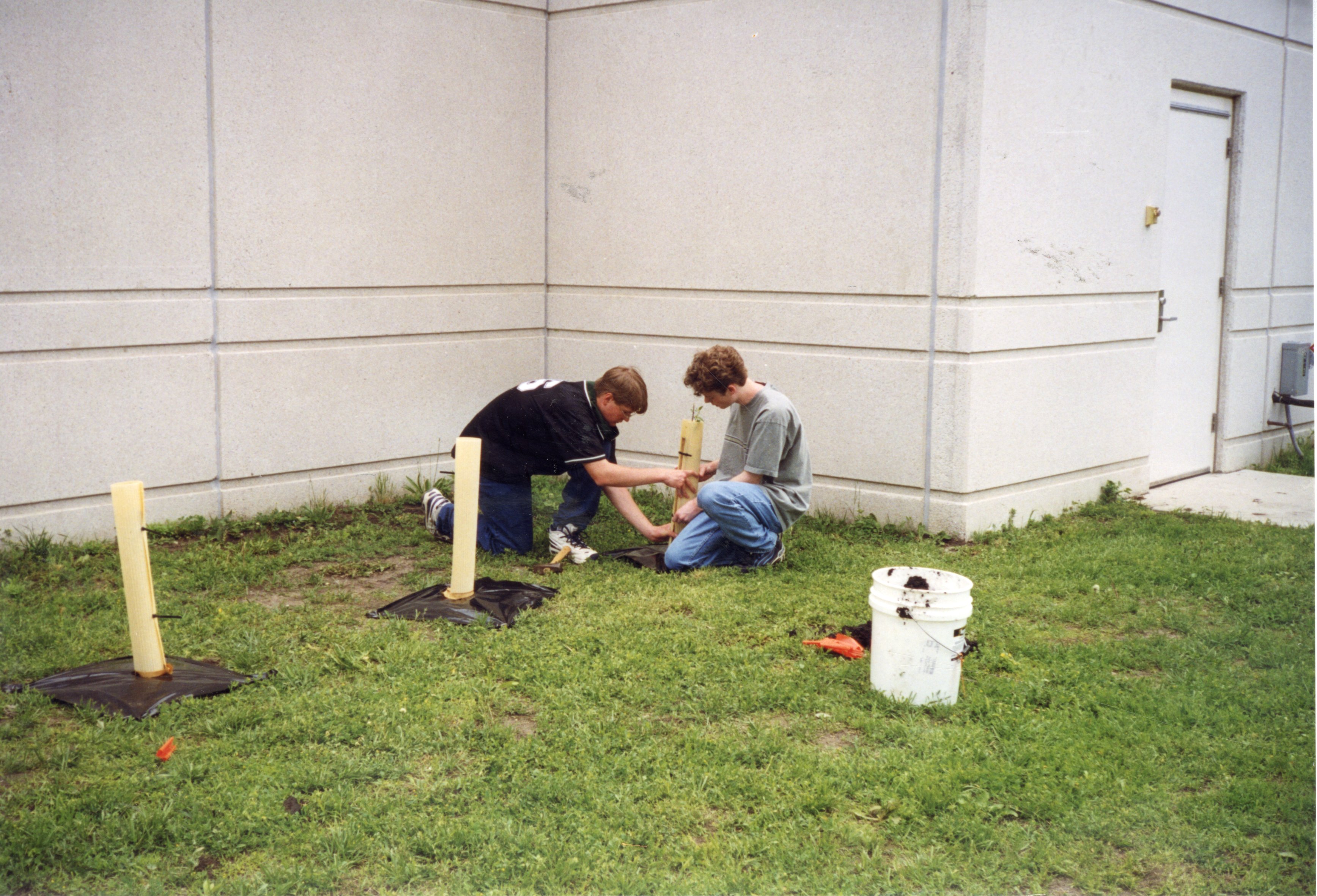 1999 Tree shelter tied around newly planted tree