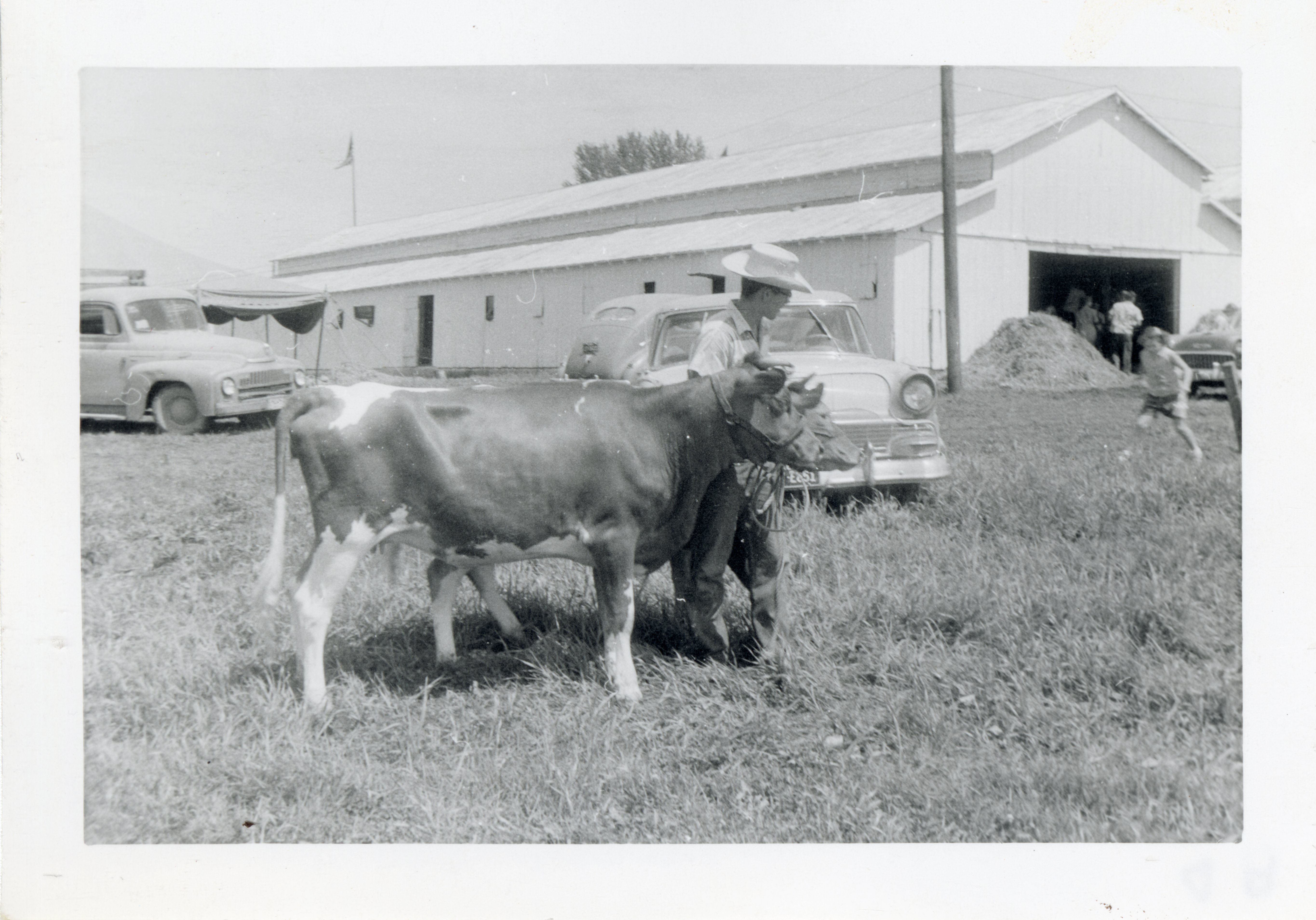 Young Man in Cowboy Hat Walks in the Grass Leading Two Cows