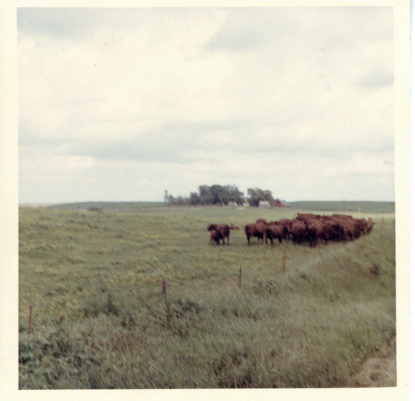Gerlach pasture in November, 1967