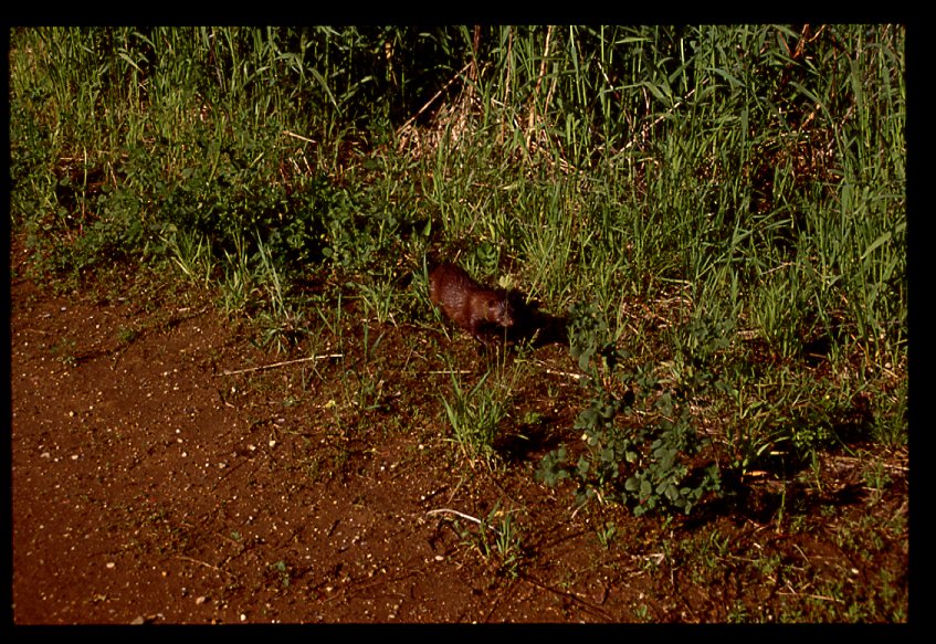 Mink.