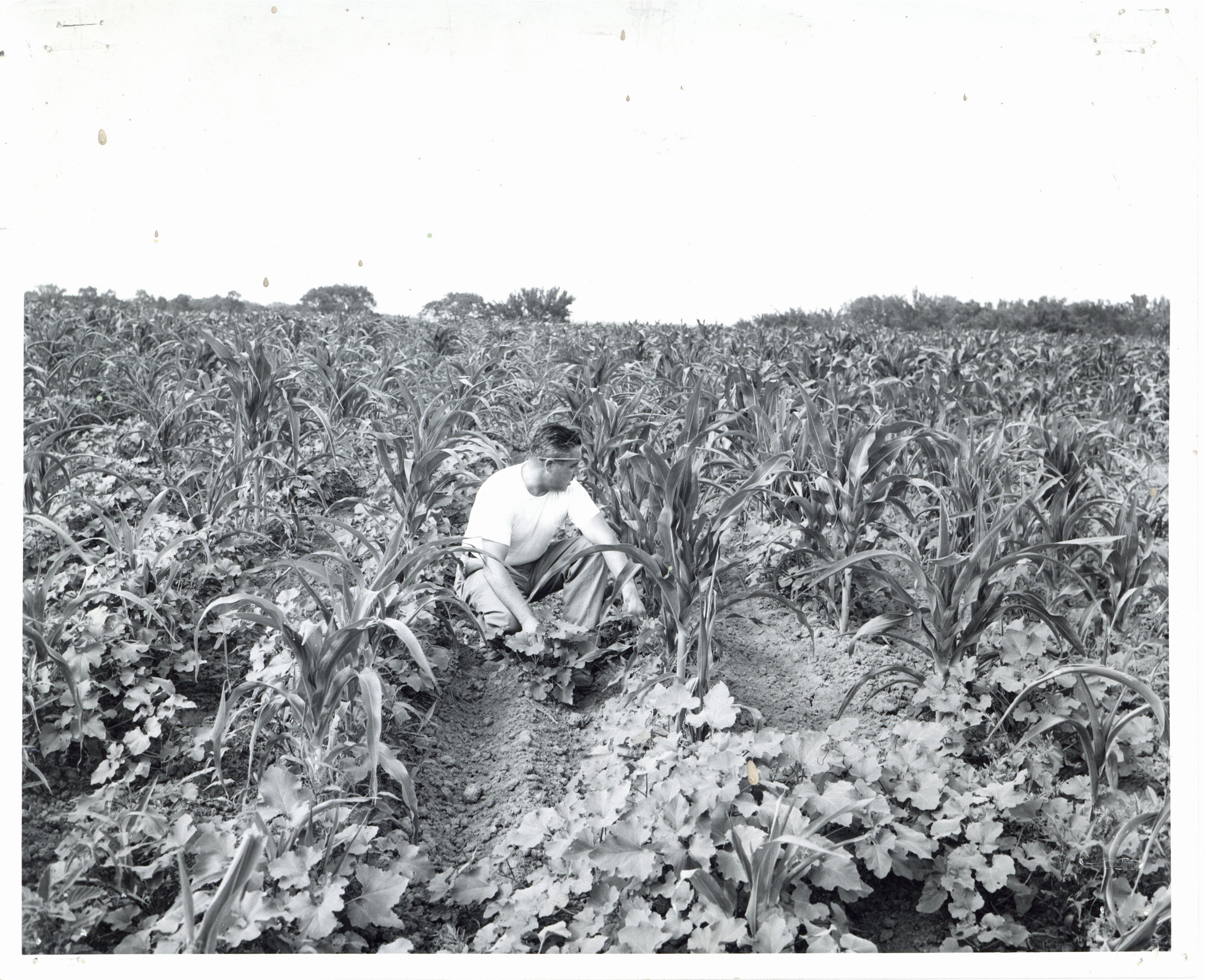 Man in young cornfield