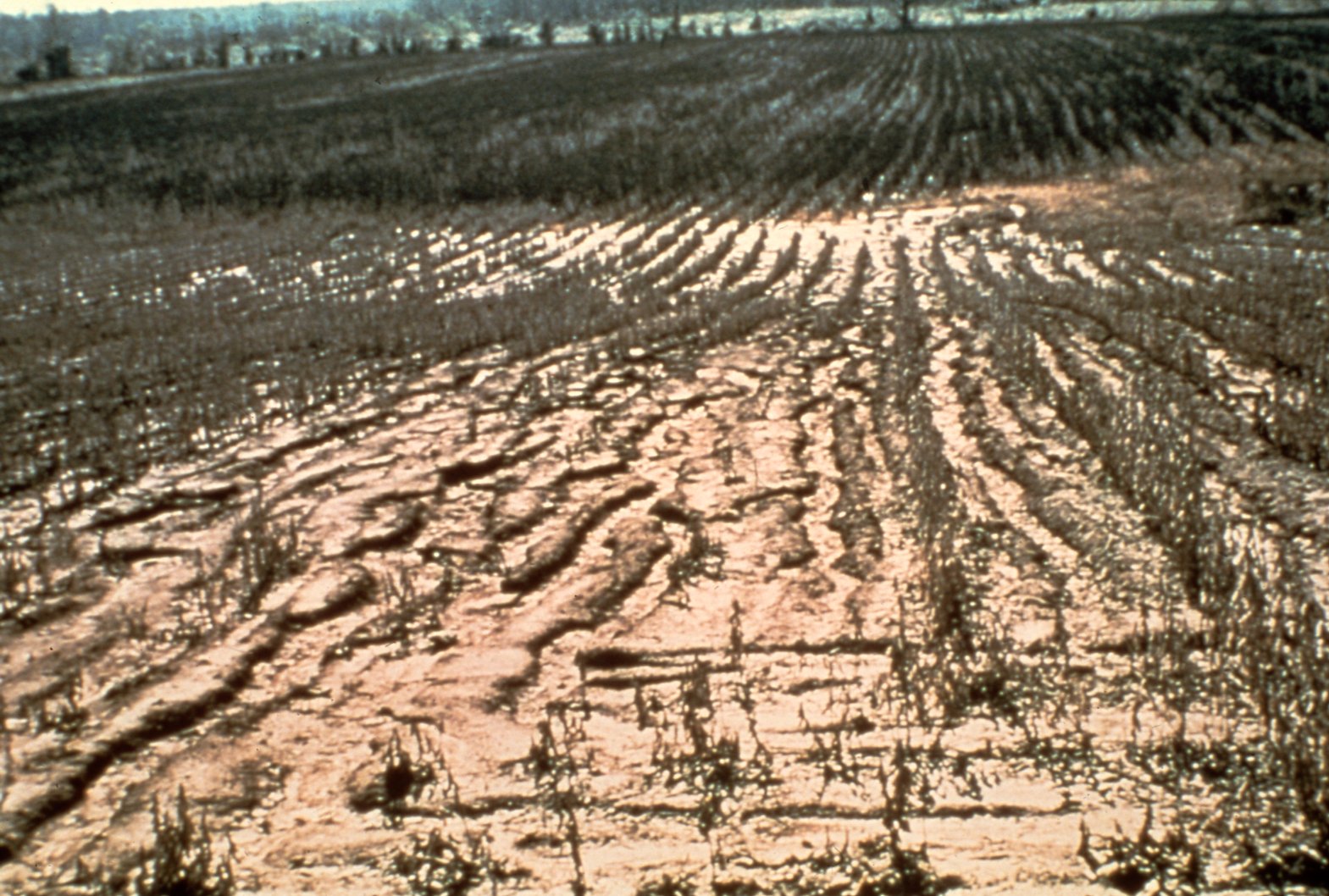 Sandy field, 1979
