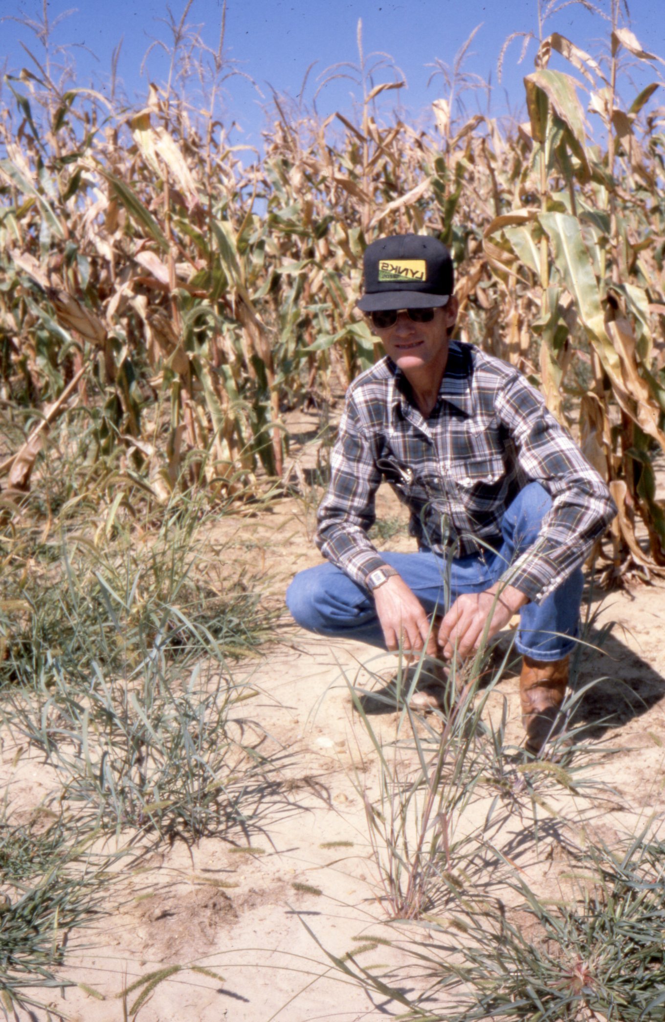 Man with Hat, Paid Shirt, Jeans, and Sunglasses Kneels in Corn Field
