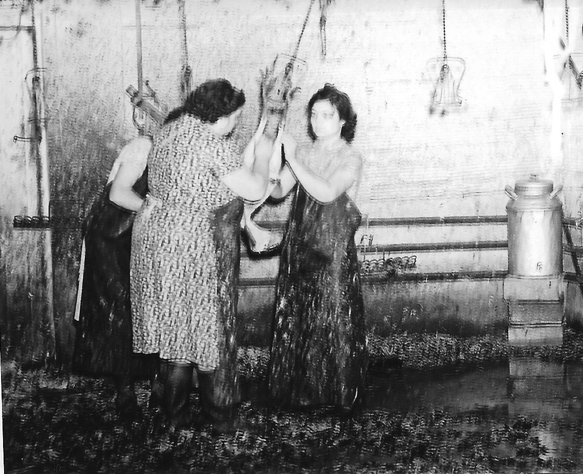 Chicken plucking at Malvern Cold Storage Co.