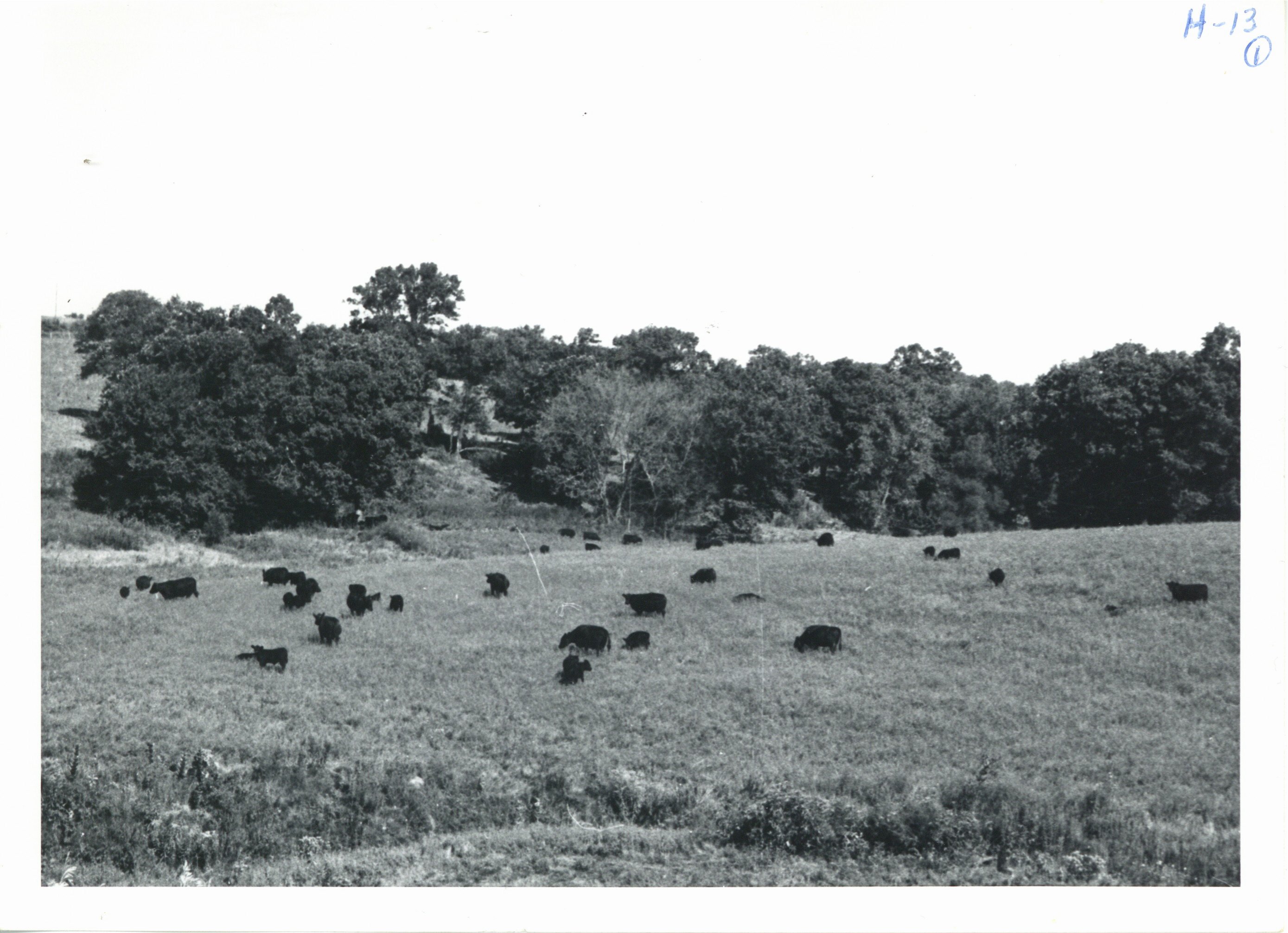 Improved pasture on Waldo Mommsen farm, 1965