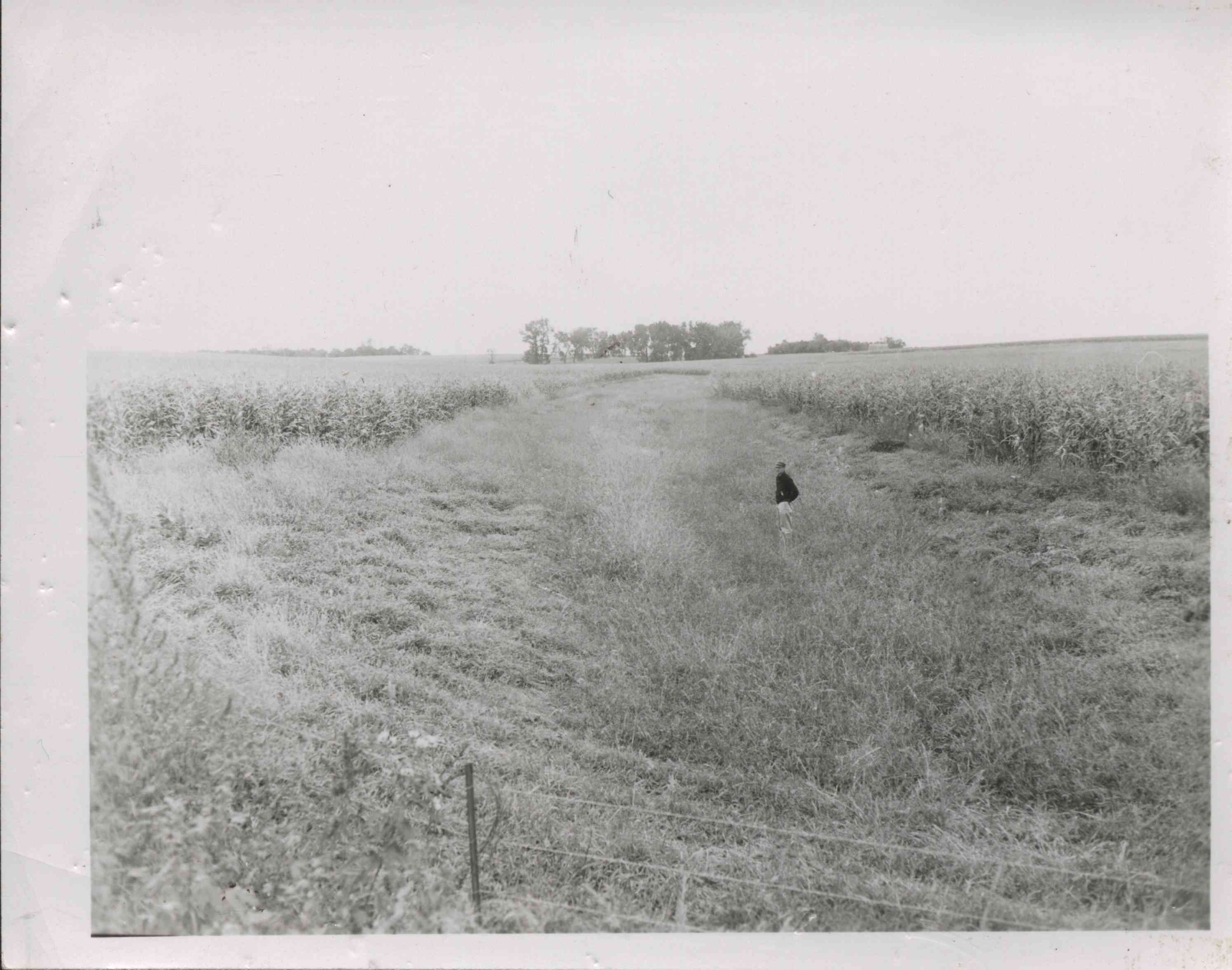 Man stands in Grassed Waterway on the Wesley Taylor farm<br />
in Liberty Township
