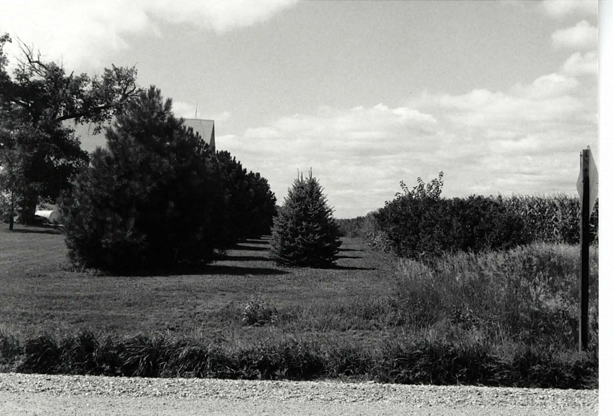 Windbreak near cornfield