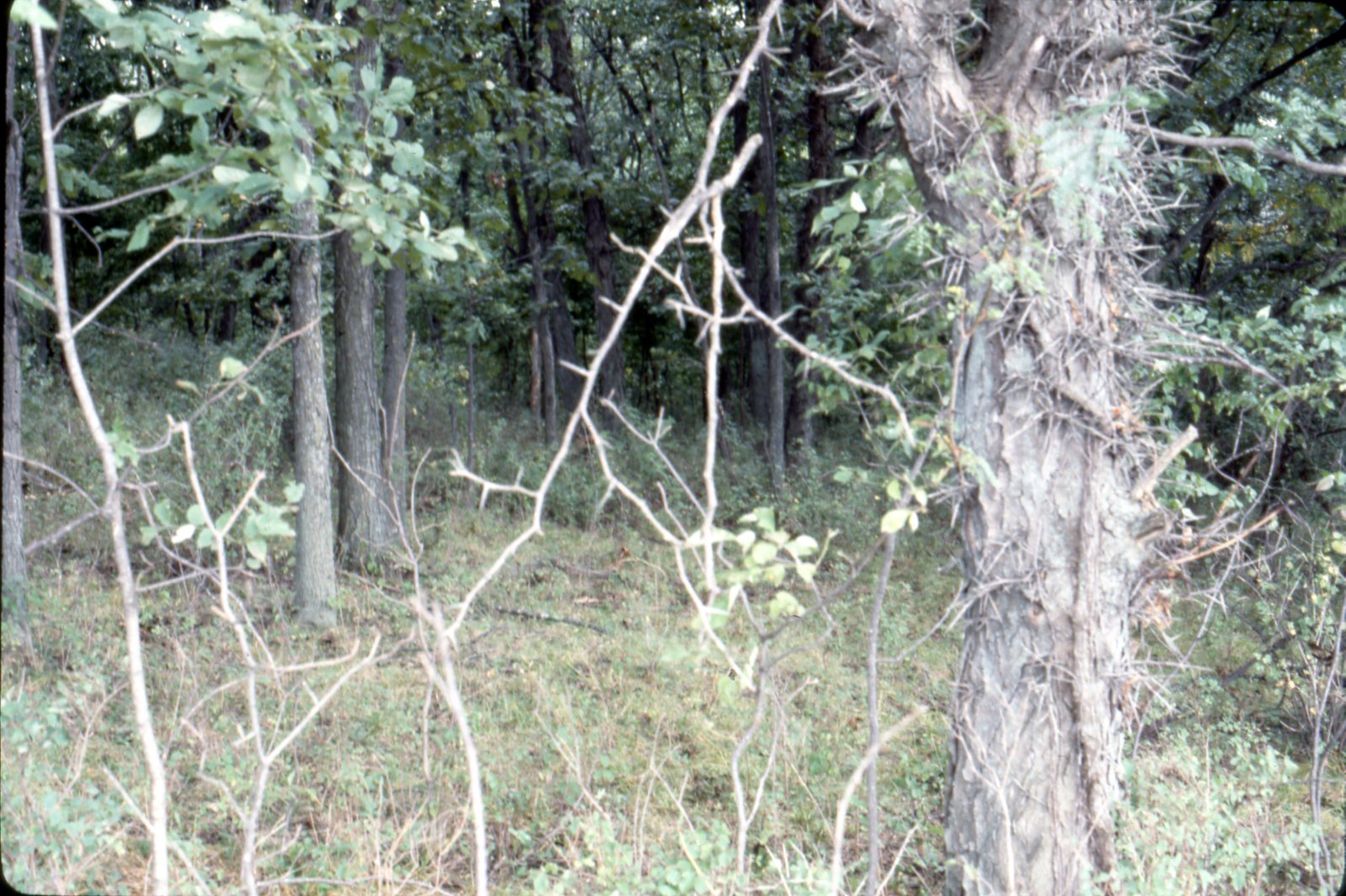 Honey locust in woods, 1985