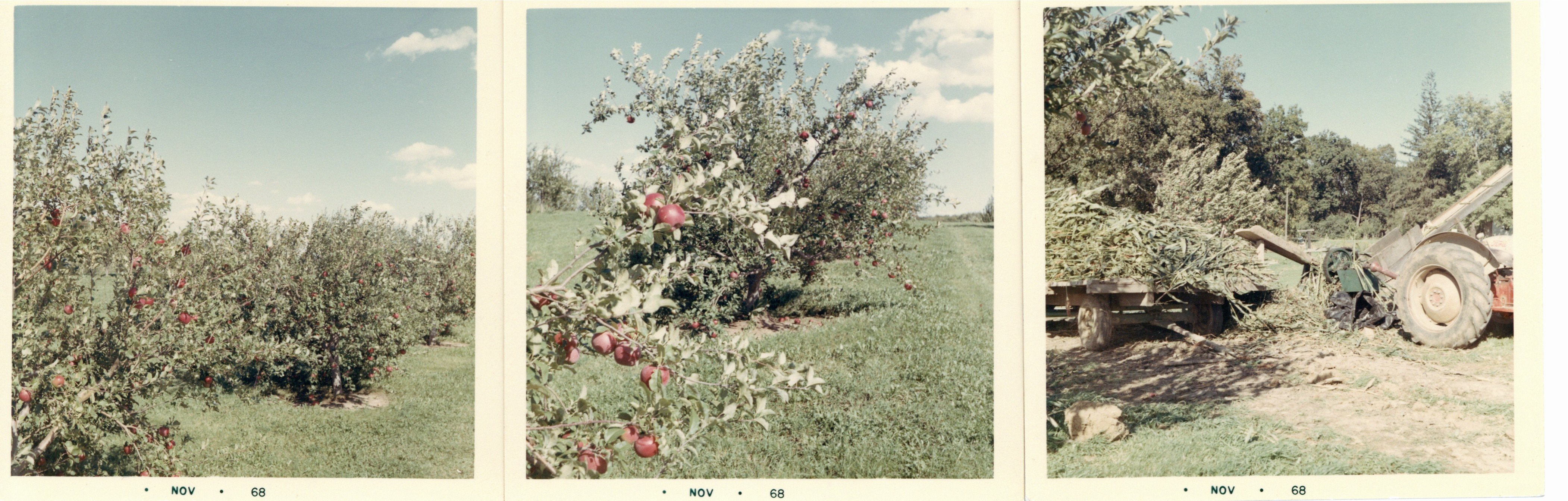 Hinegardner apple trees, 1968