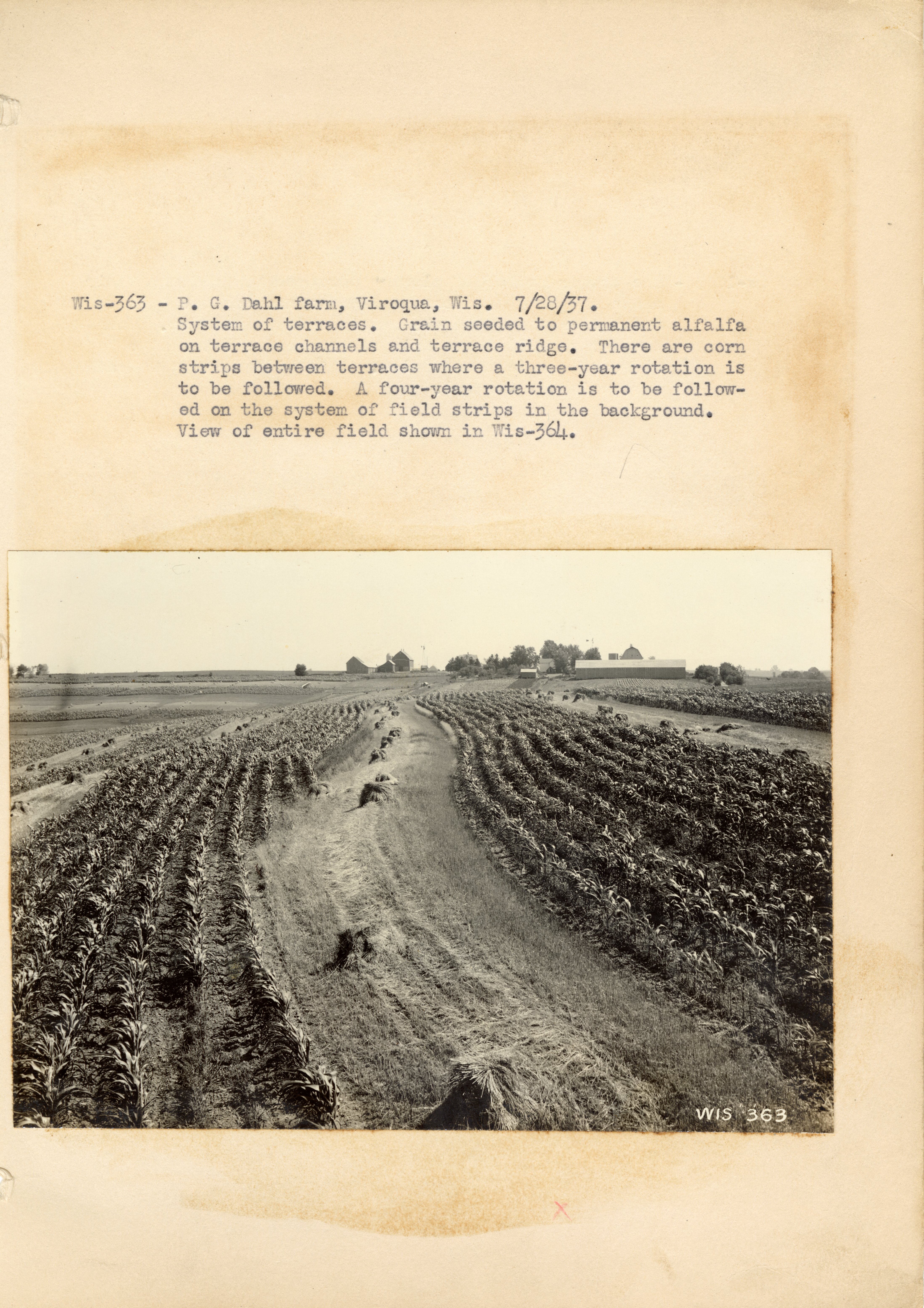 1937 - System of terraces with corn and alfalfa