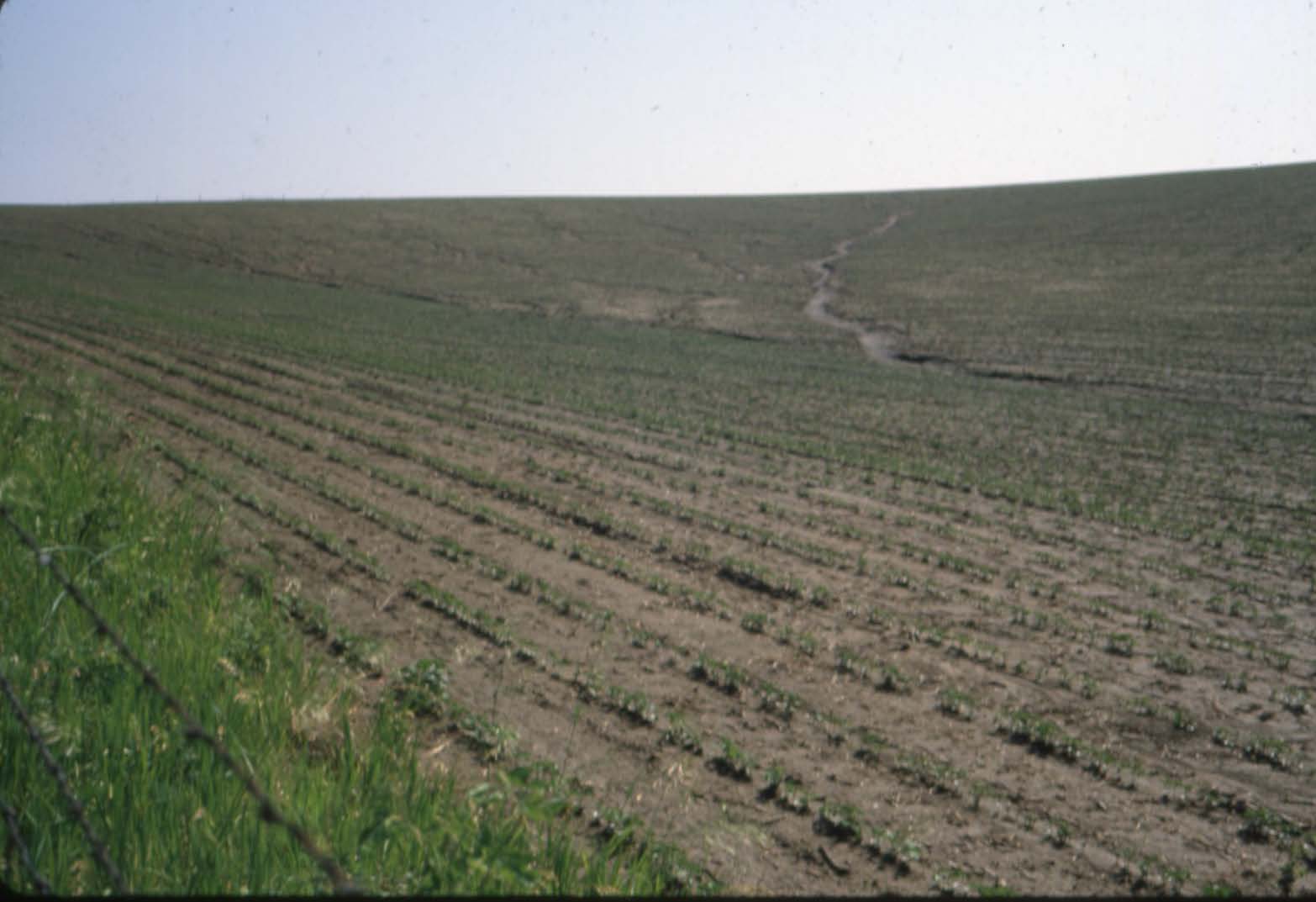 Erosion in bean field 