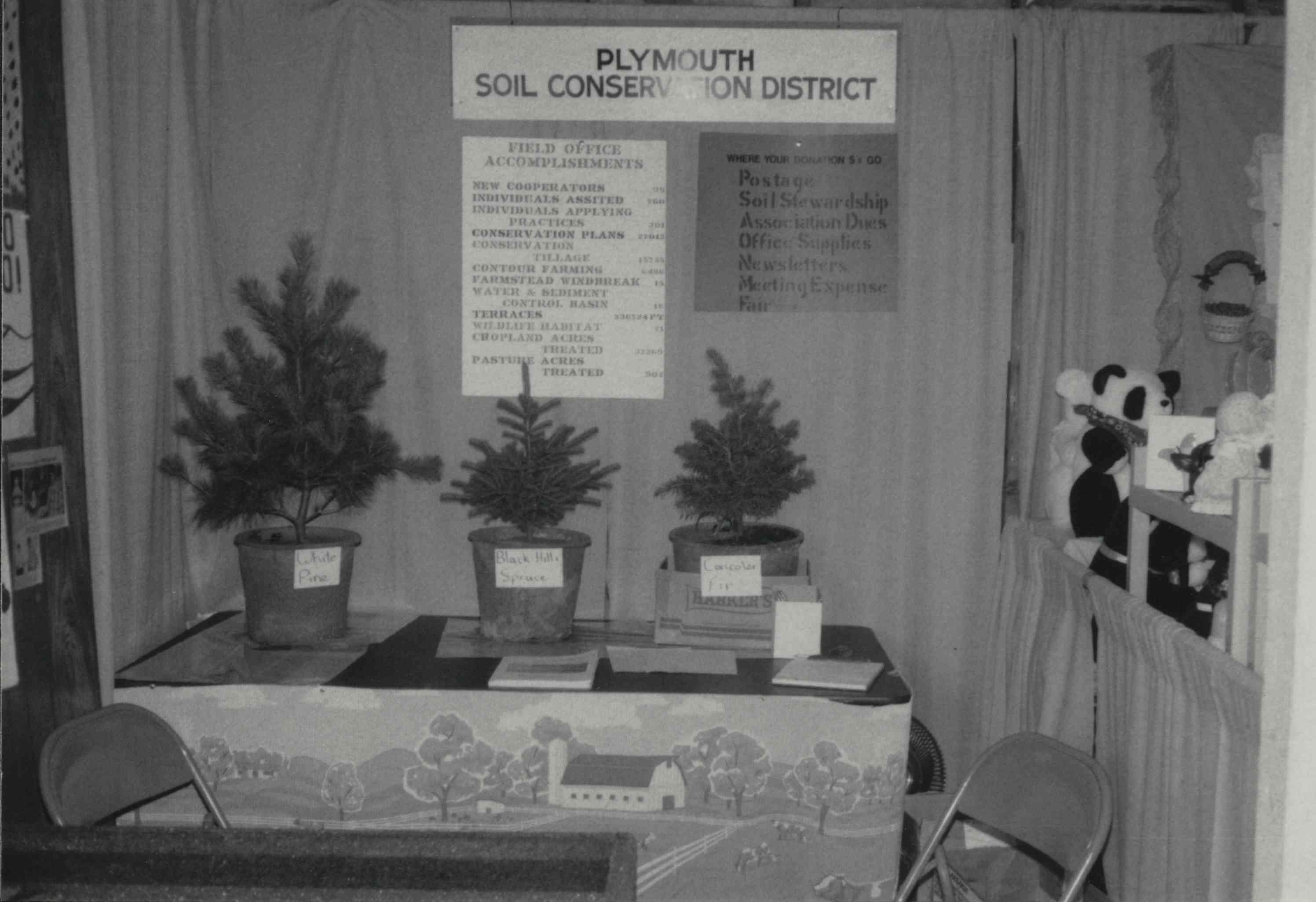 Display of pine trees at a Plymouth County Soil Conservation District display