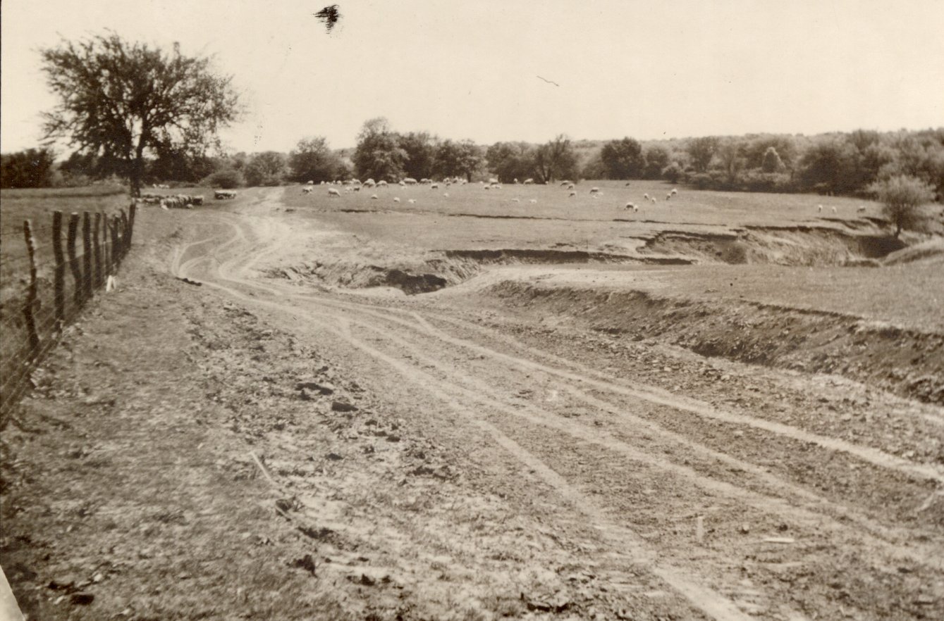 Dirt road with sheep grazing in background