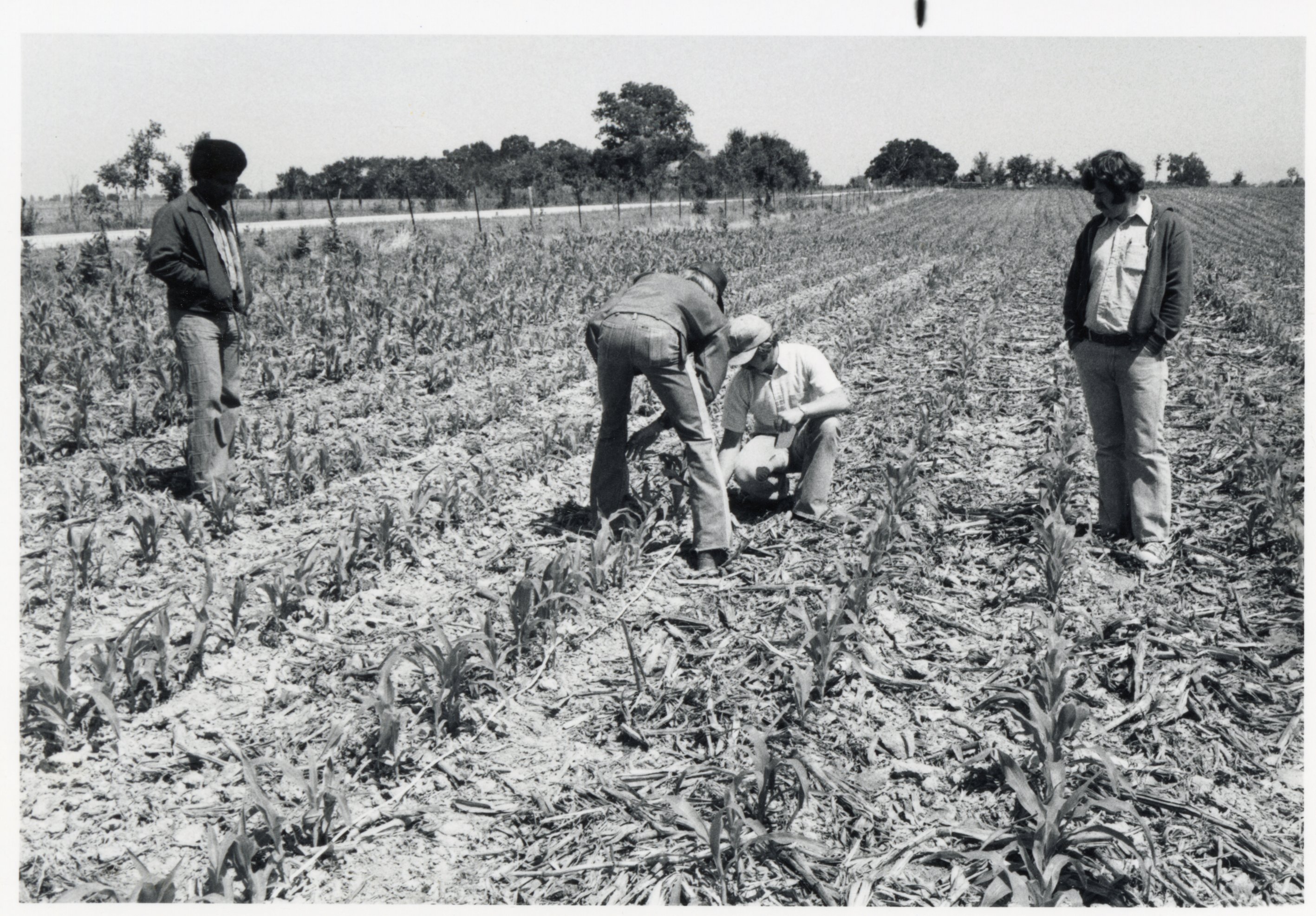 Winston Cooper, Doug Cling, Ed Nelson and another man in corn field