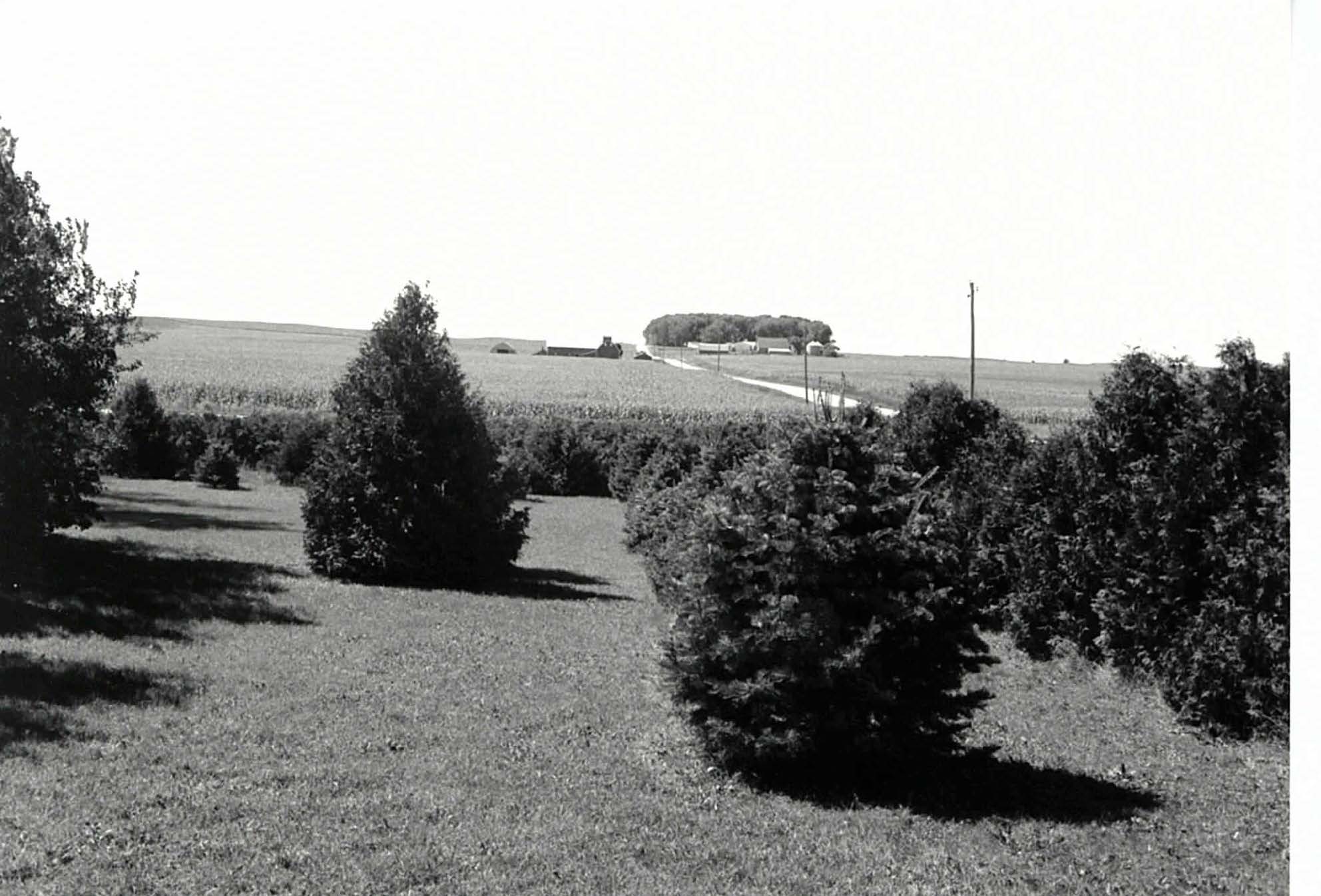 Evergreens