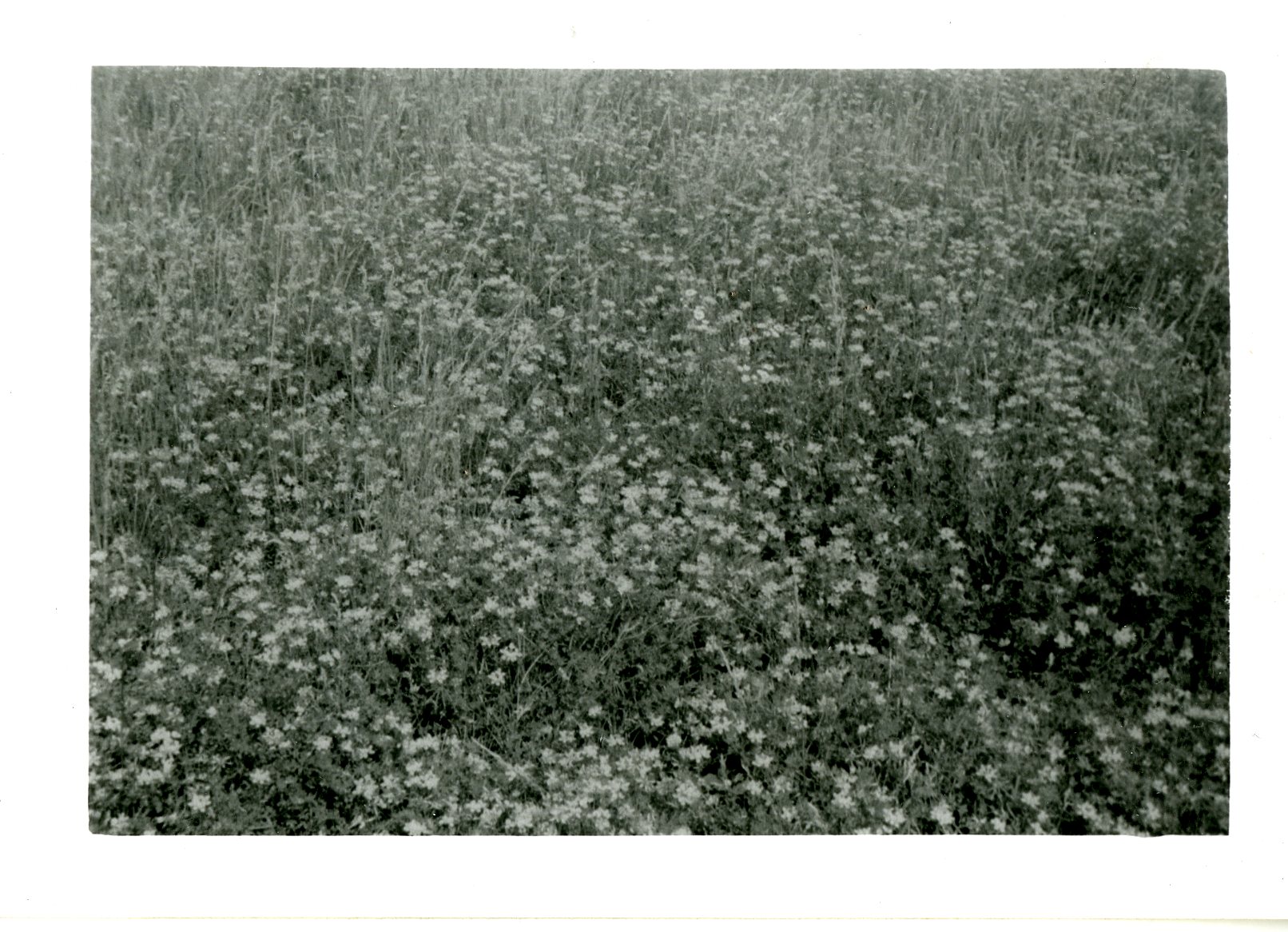Birdsfoot Trefoil