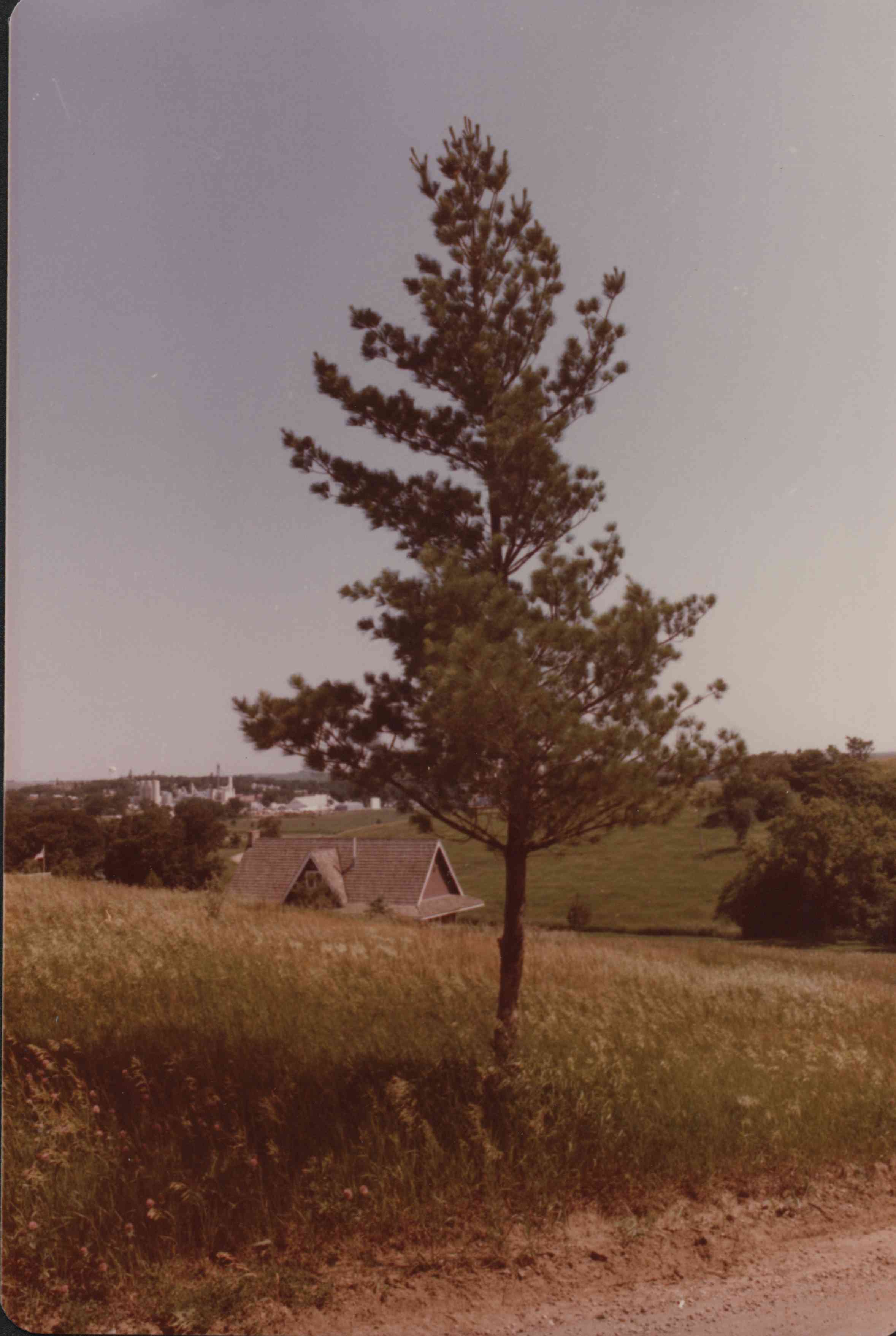 Unidentified trees in Plymourh County, Iowa