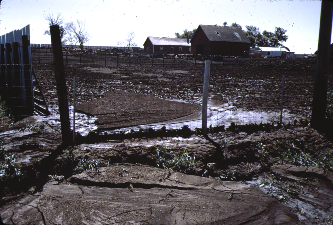 Feedlot runoff.