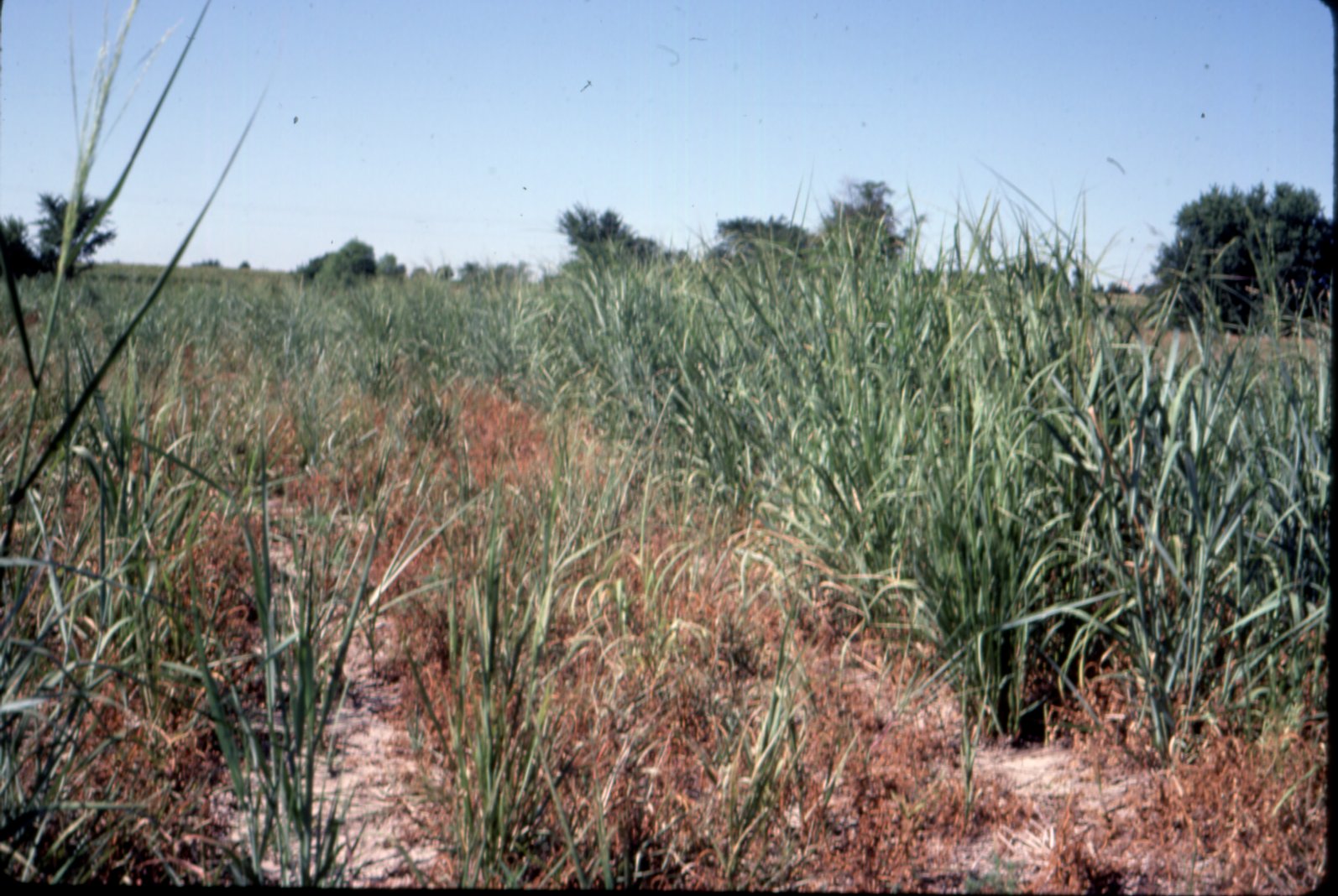 Grassy field, 1983