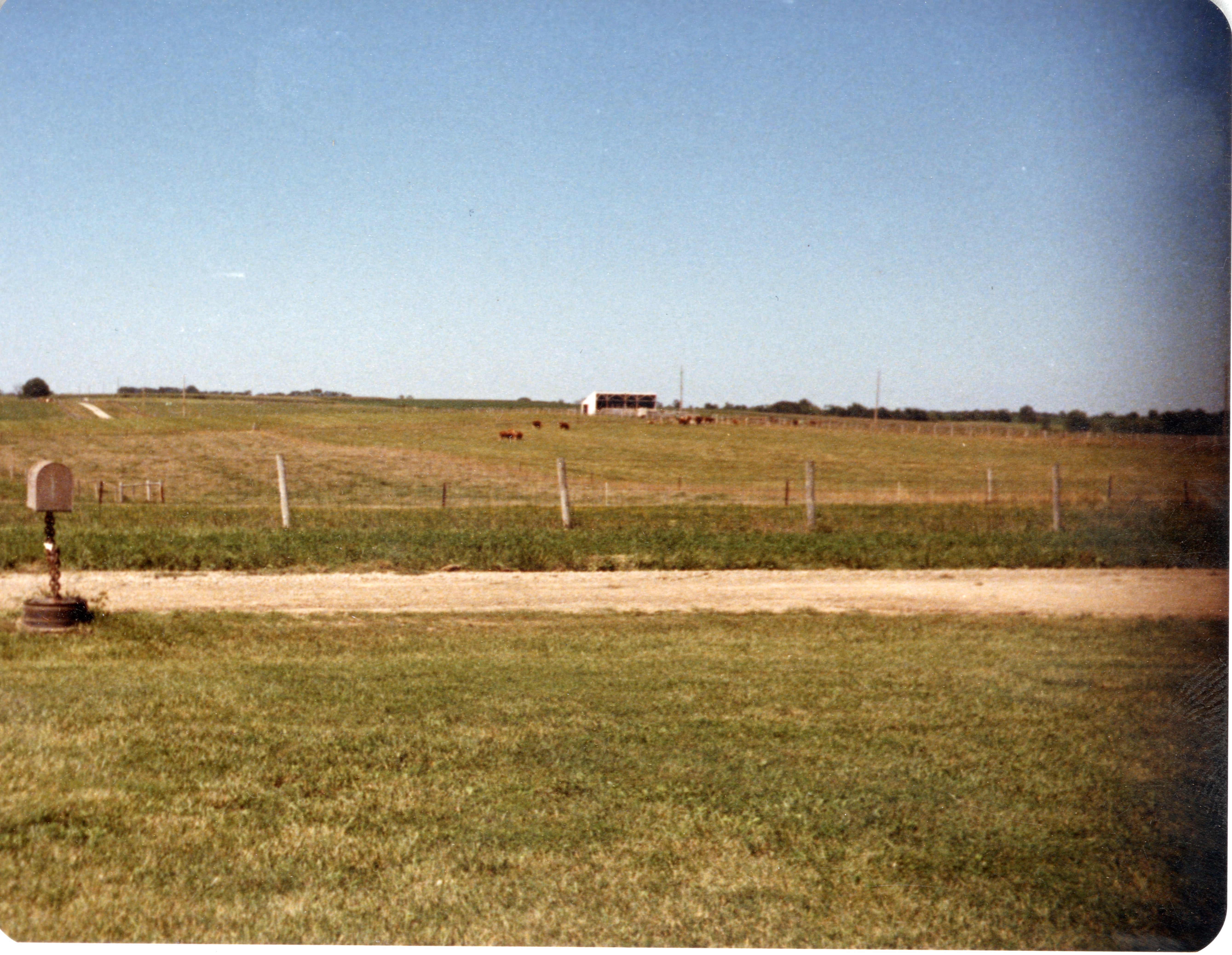 Cattle Graze in Pasture