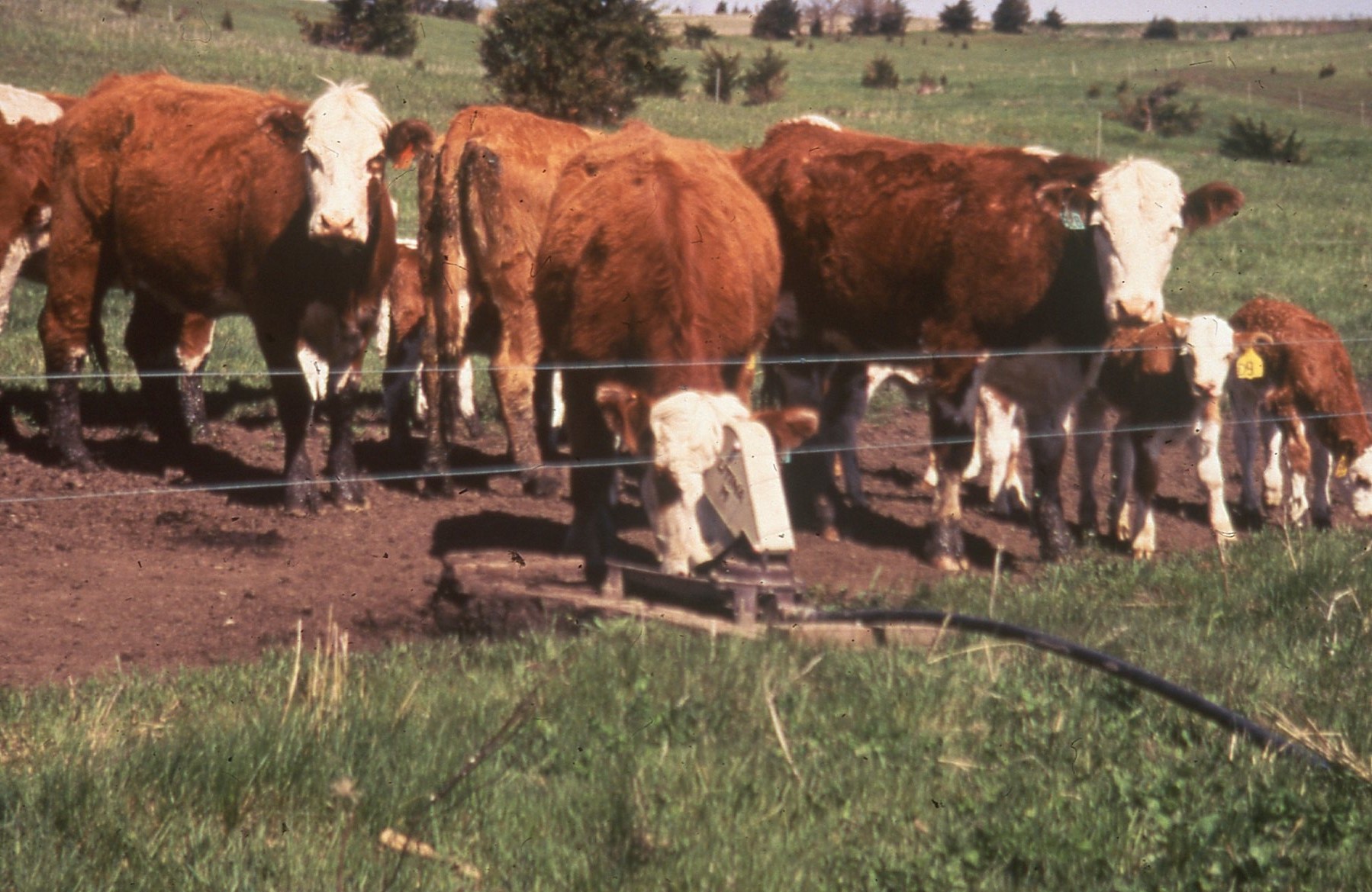 Forty ways of conservation in your community.