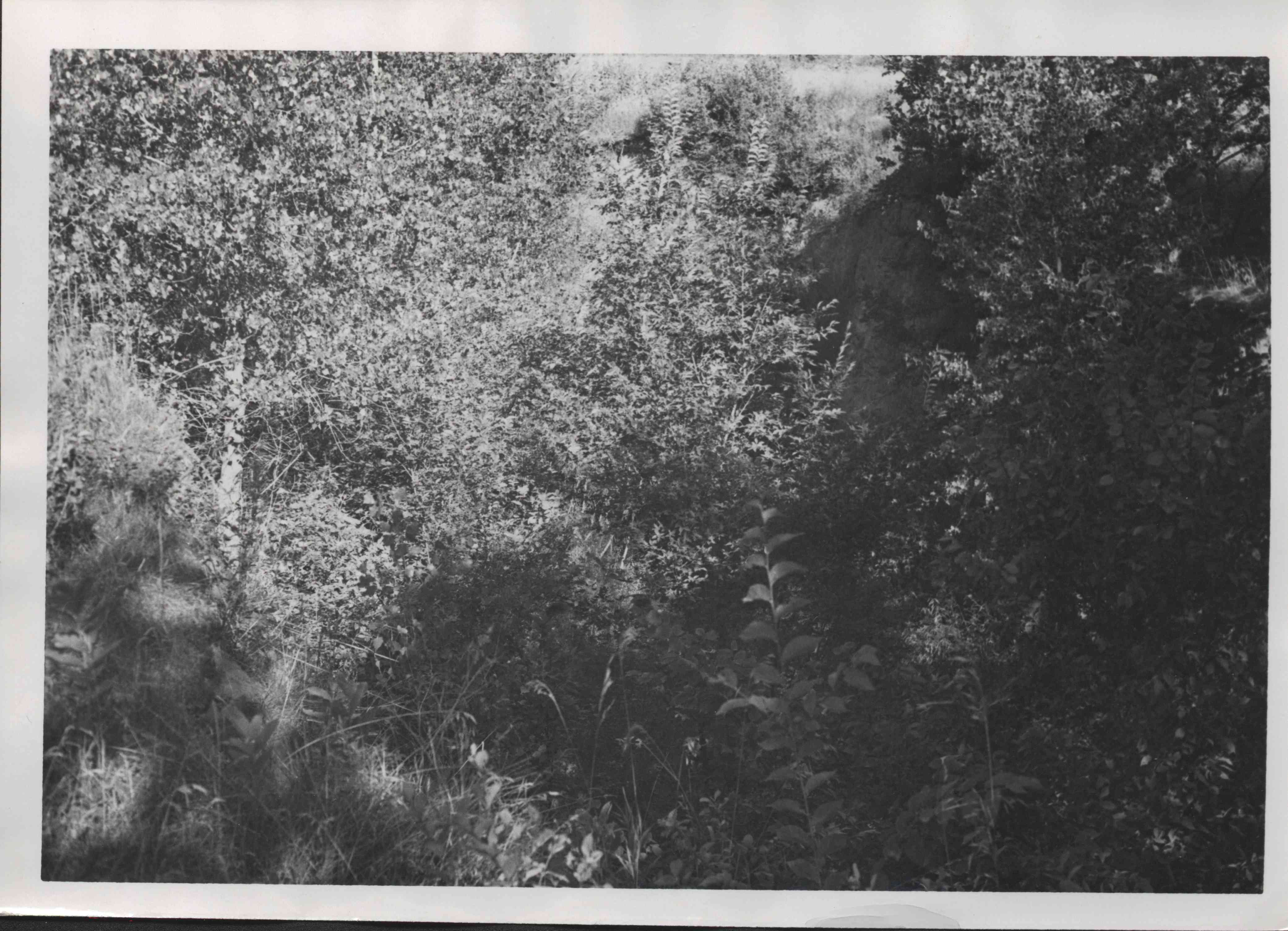 Trees in shade on the Moffett farm  in Plymouth County, Iowa