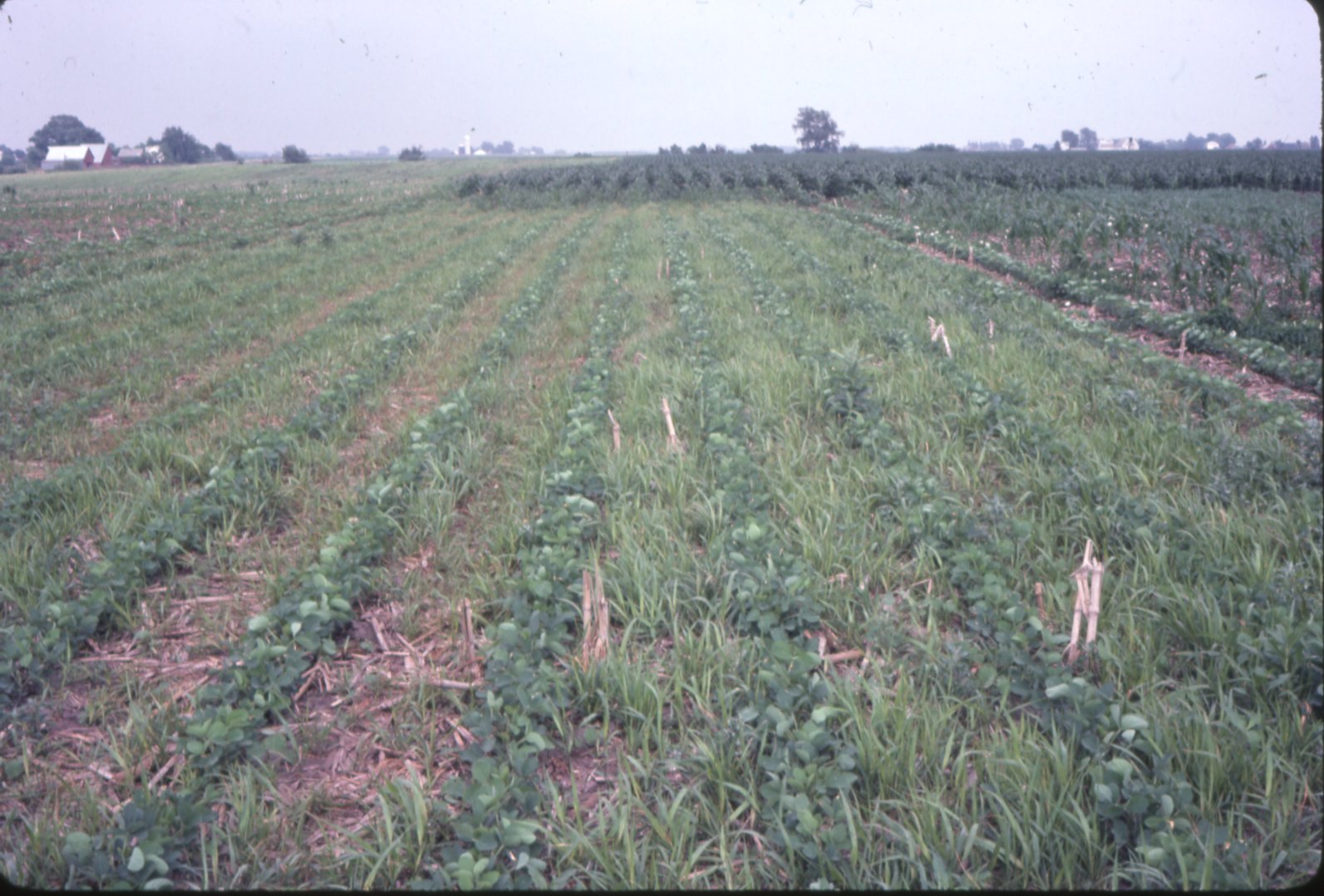 No-till beans on Dick Gholson farm, 1983