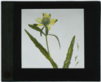 Bidens cernua (Stick-tight, smaller bur marigold)