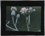 Plant specimens