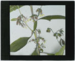 Prenanthes (Rattlesnake root)