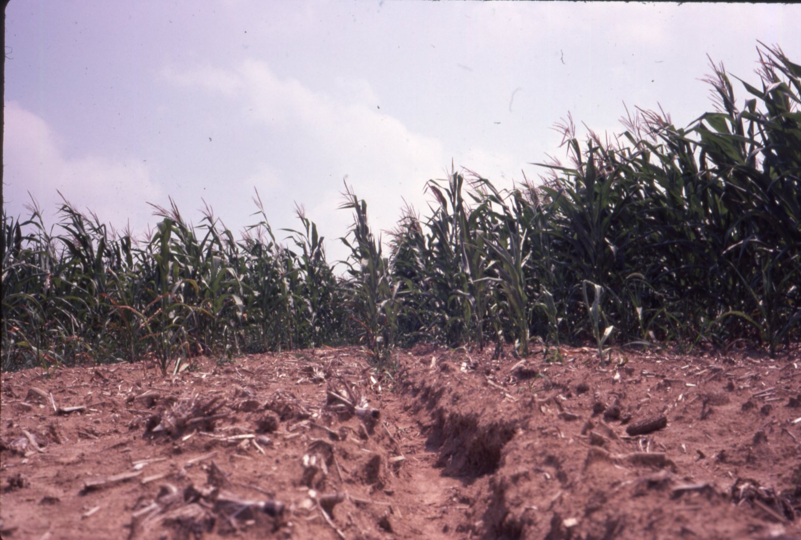Green corn in field