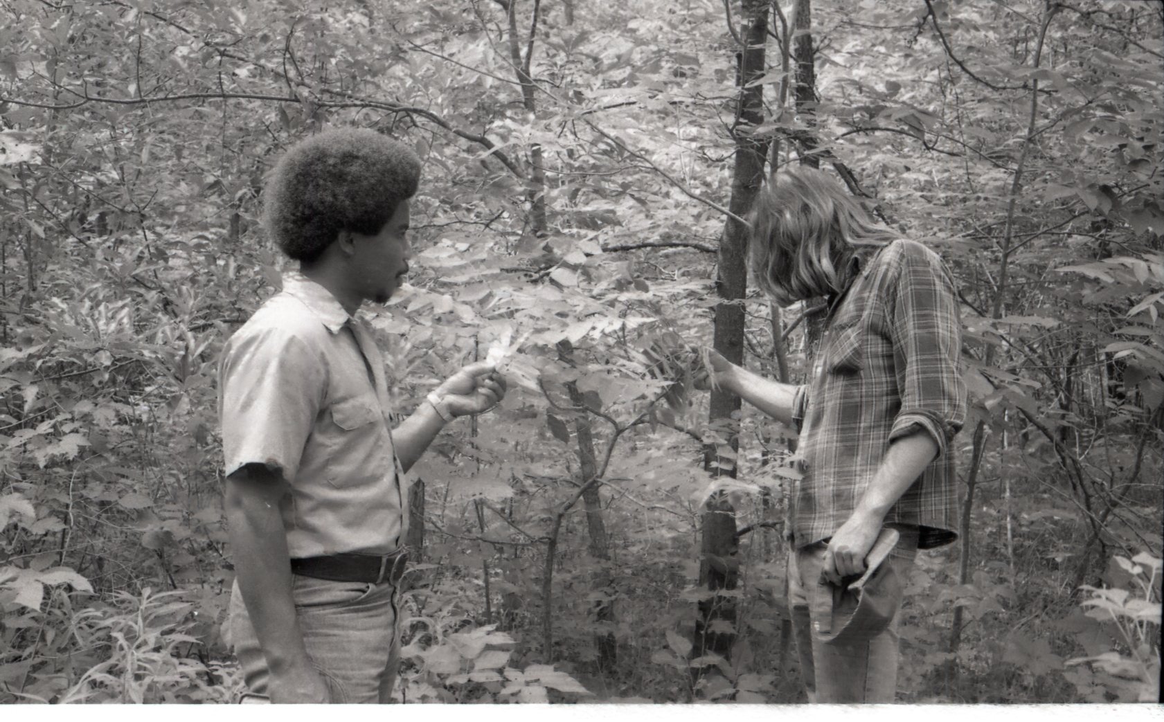 1970s  Examination of leaves on a tree in the woods