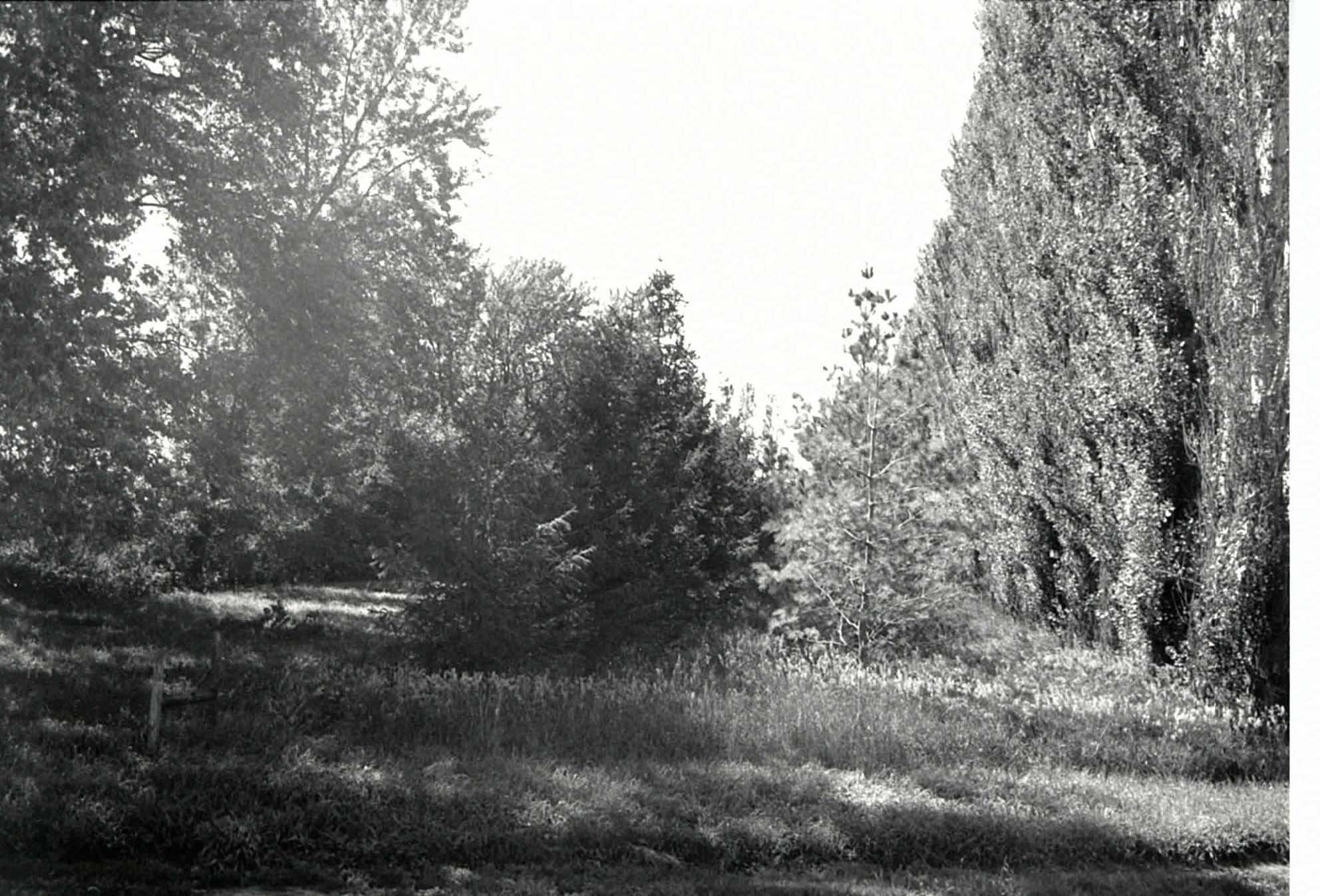 Evergreens and wild grasses