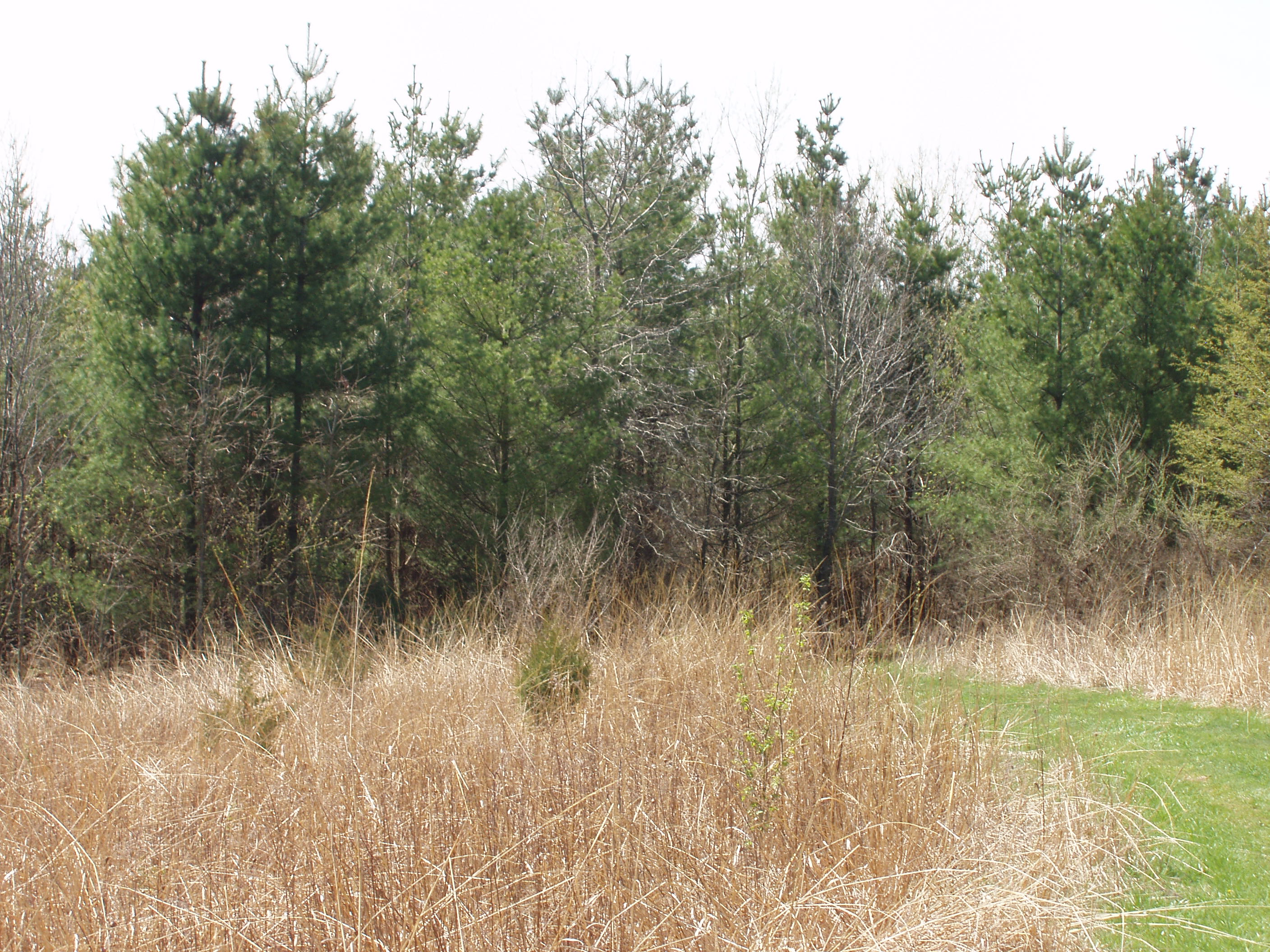 Man stands by Pine trees