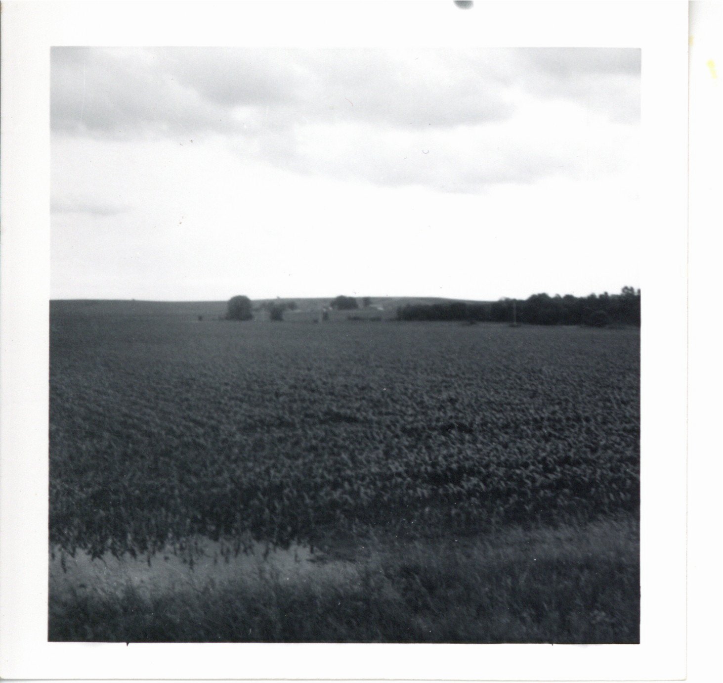 Frundell cornfield, 1969