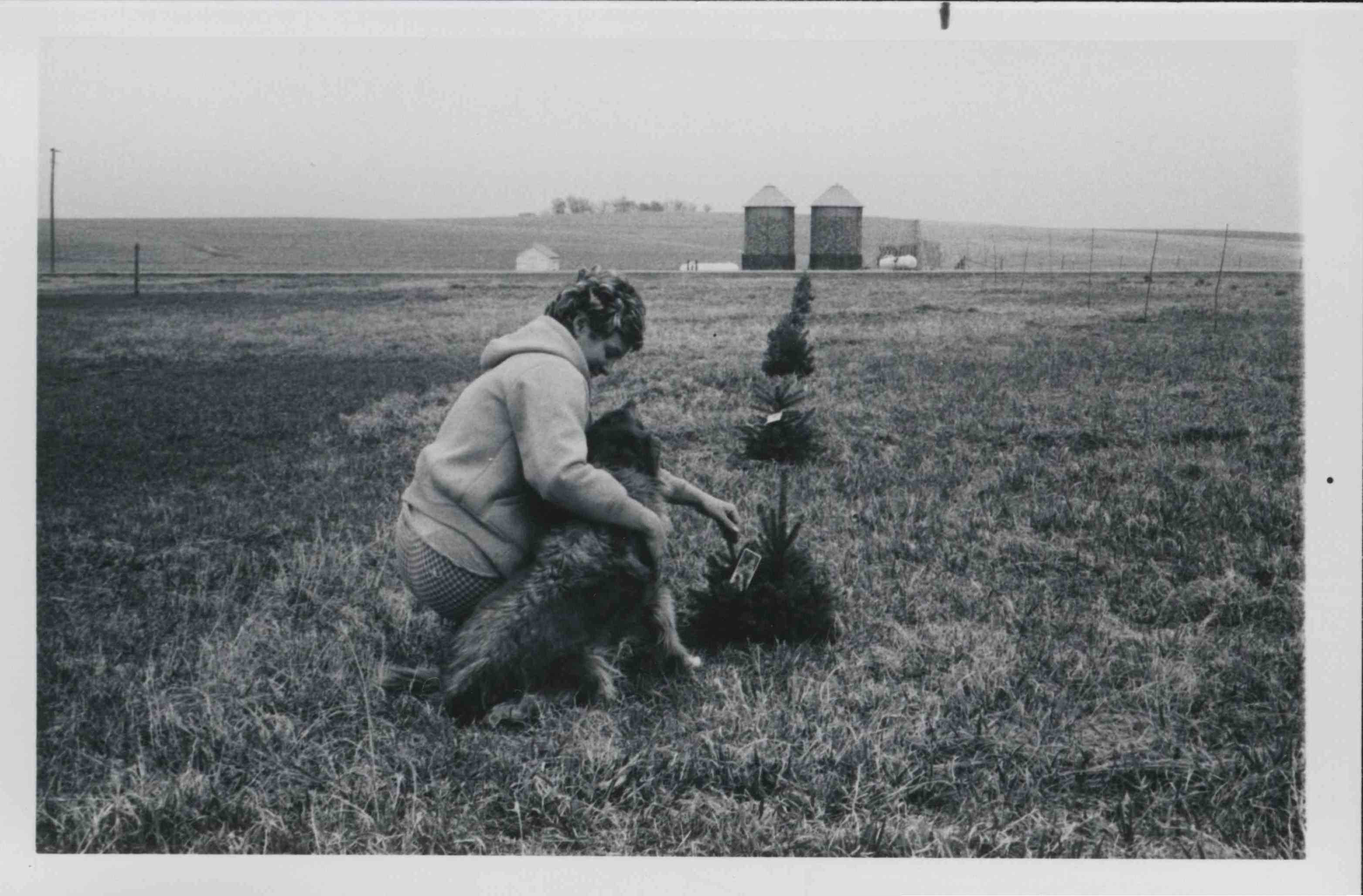 Kneeling woman with arm around dog checking newly planted pine trees