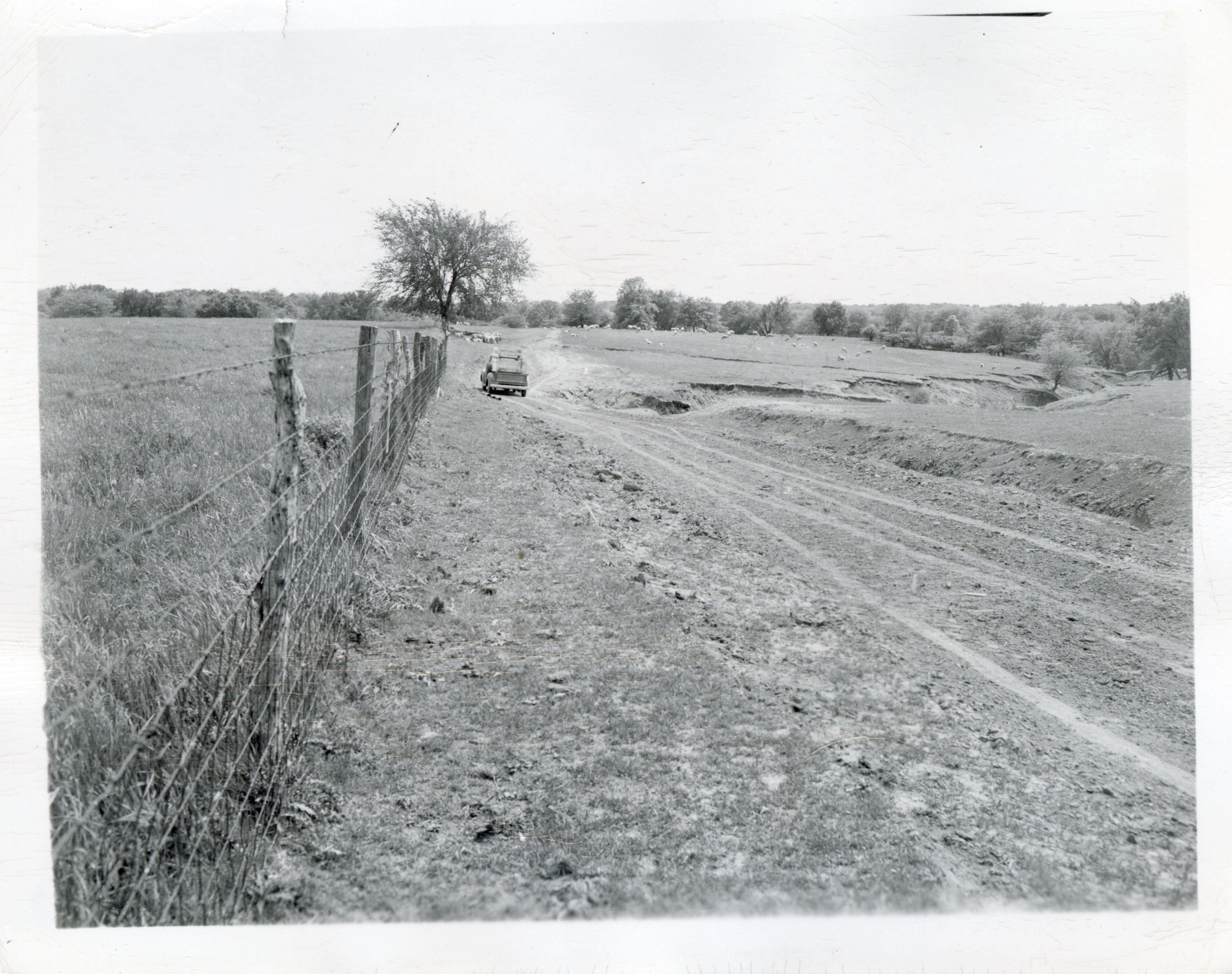 Photograph Of Dirt Road With Cattle 
