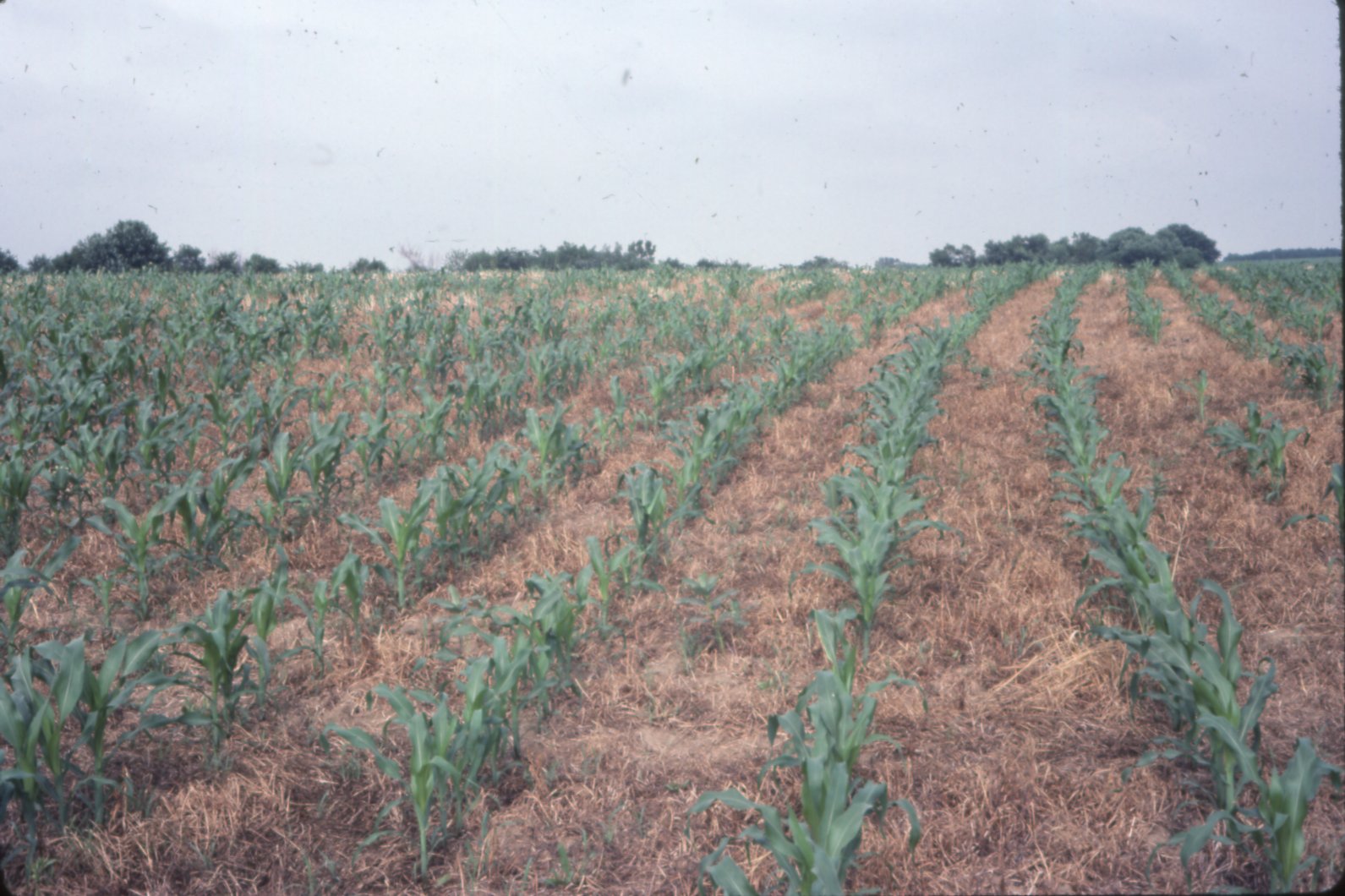 Dan McAllister no-till