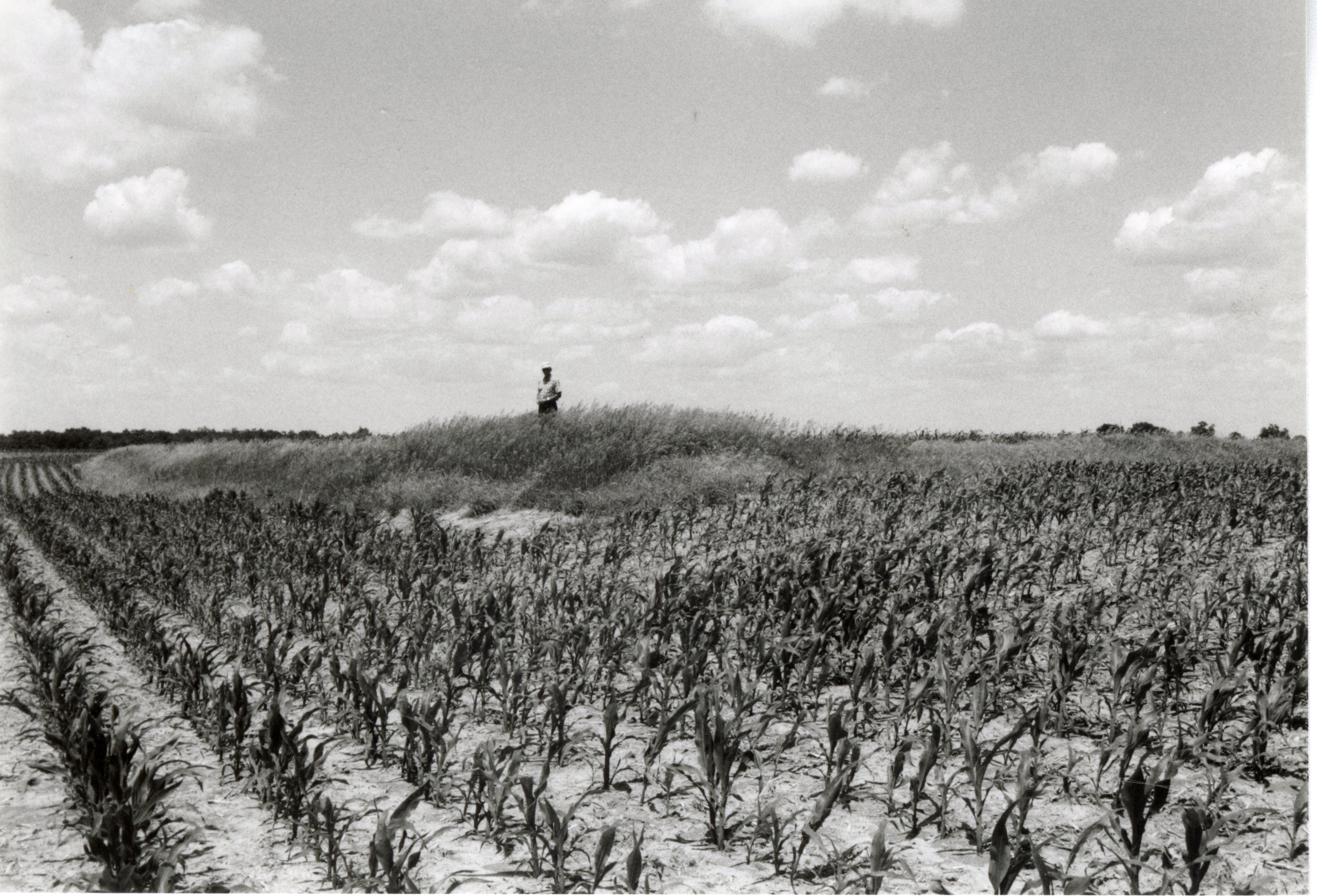 Man stands in grassy field