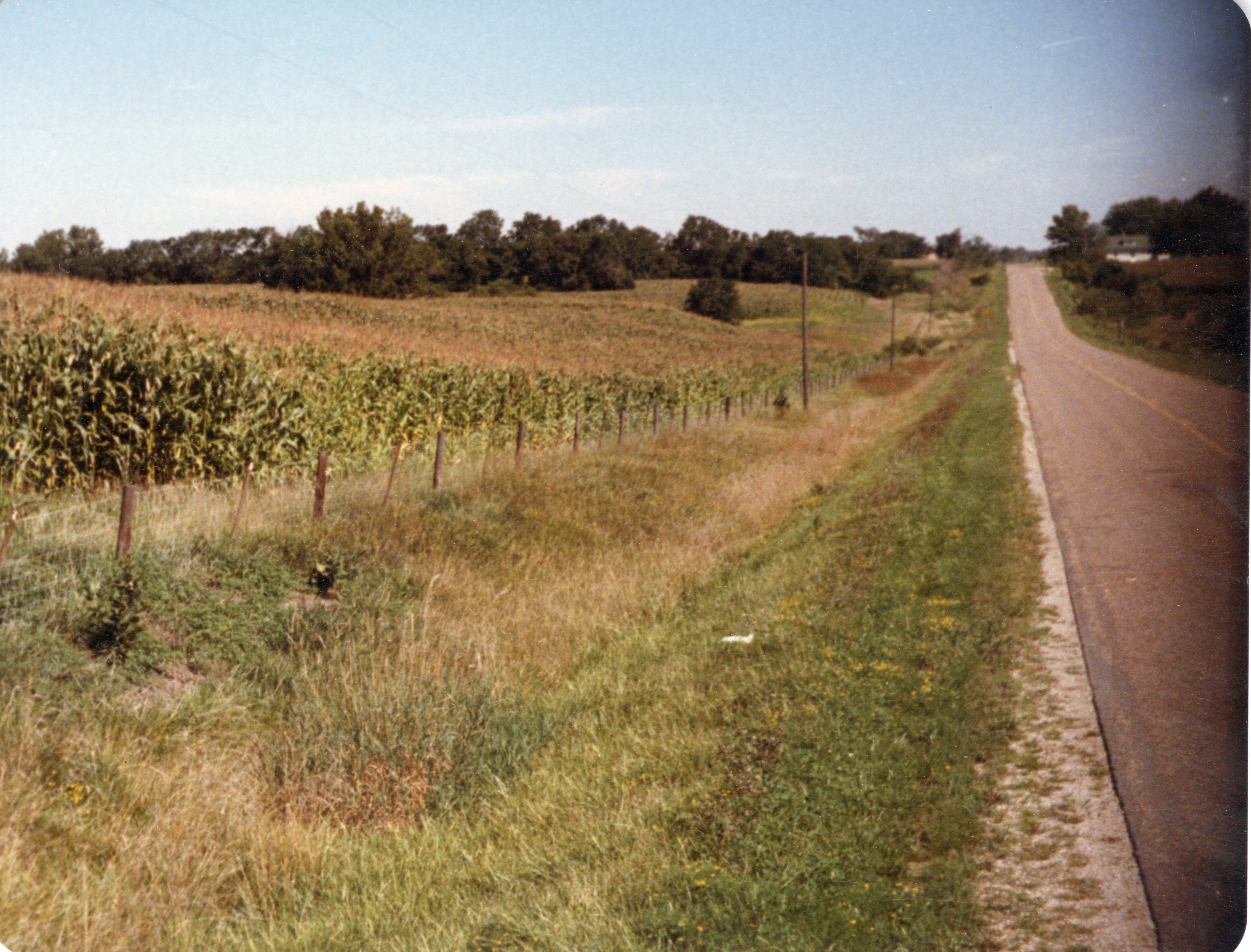 Photographs of Cornfields