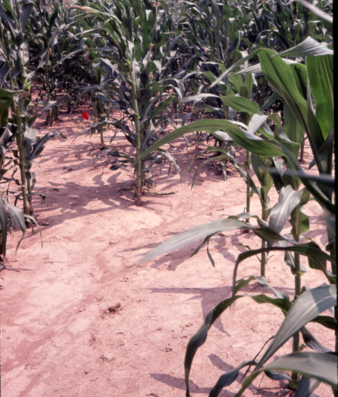 Corn in field with red flag