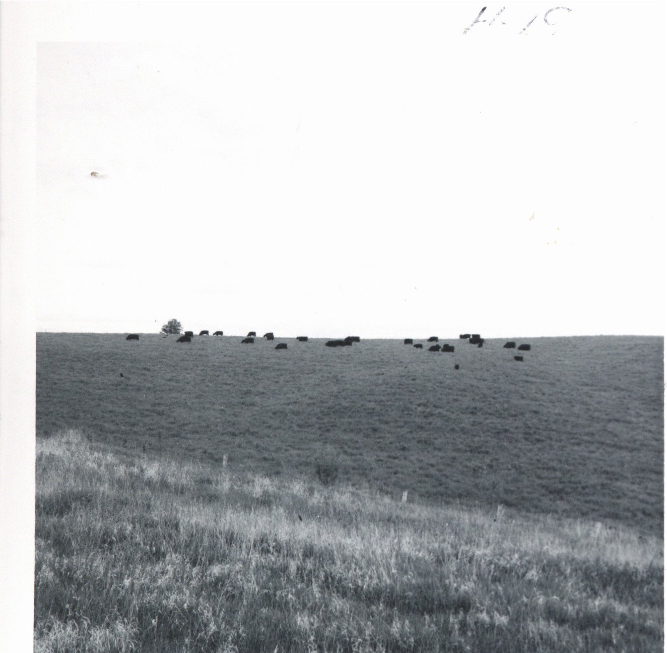 Angus cow herd grazing on Leo Martens farm, 1969