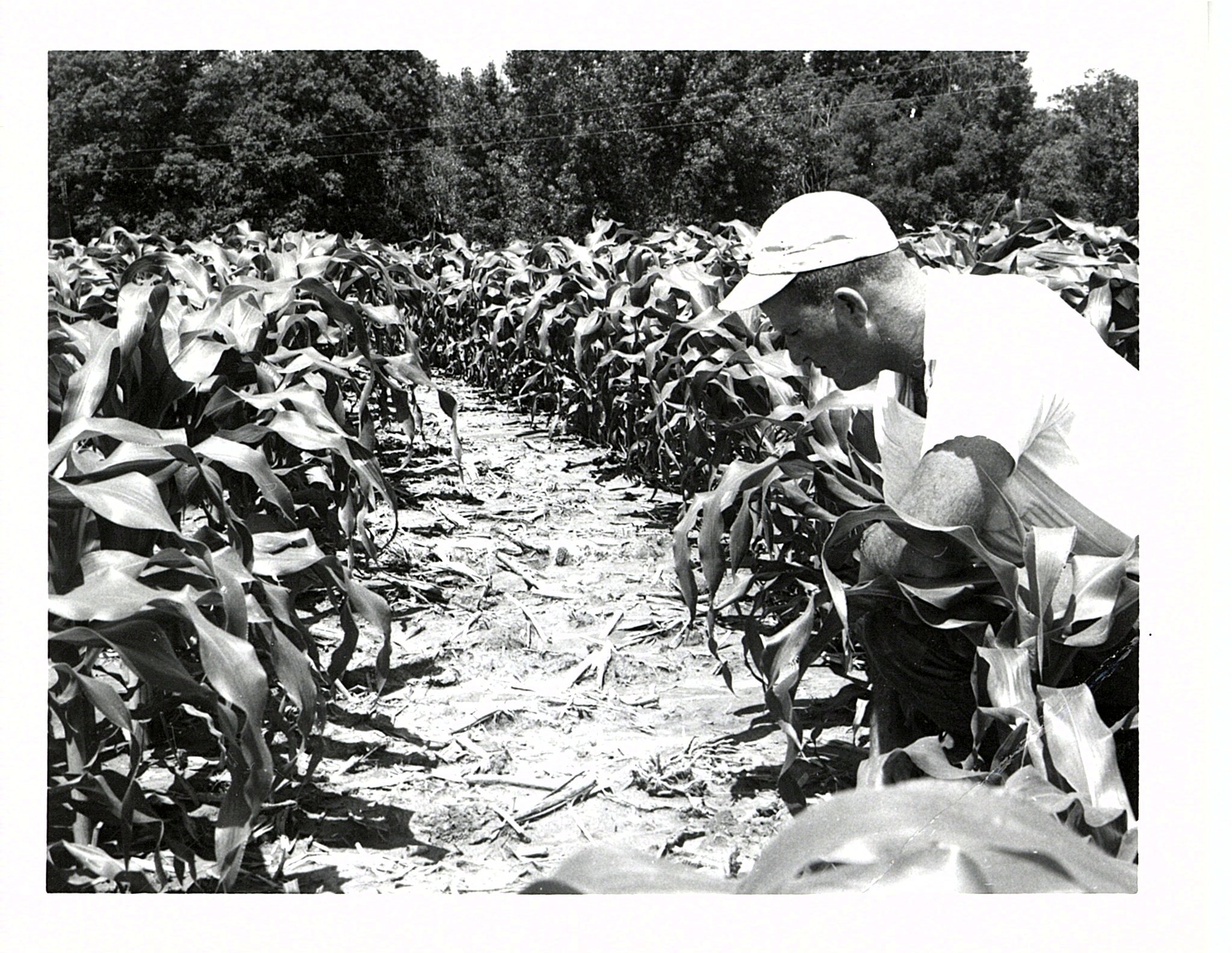 Stuart Morehead farm 