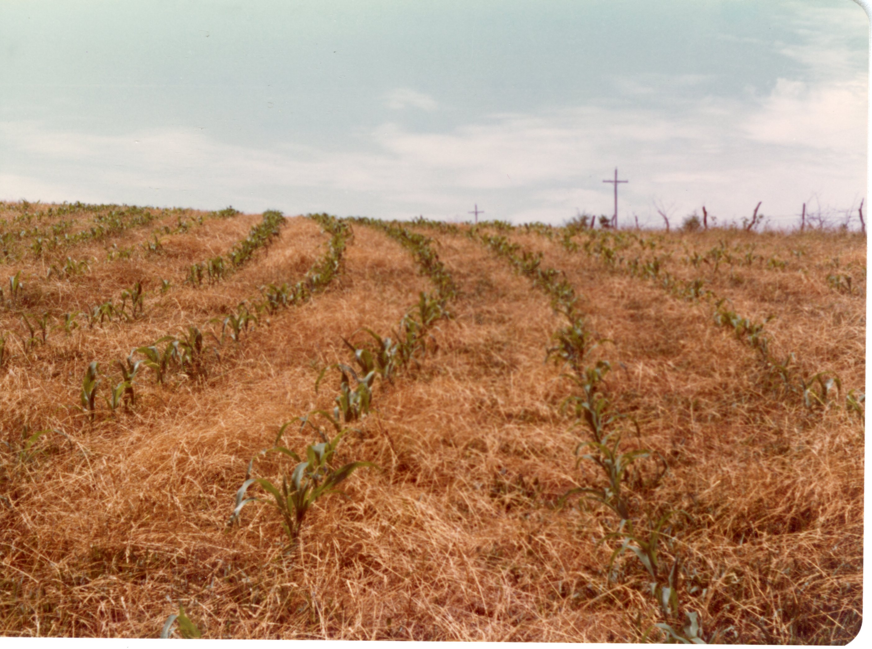 Field of Slot-Planted Corn 